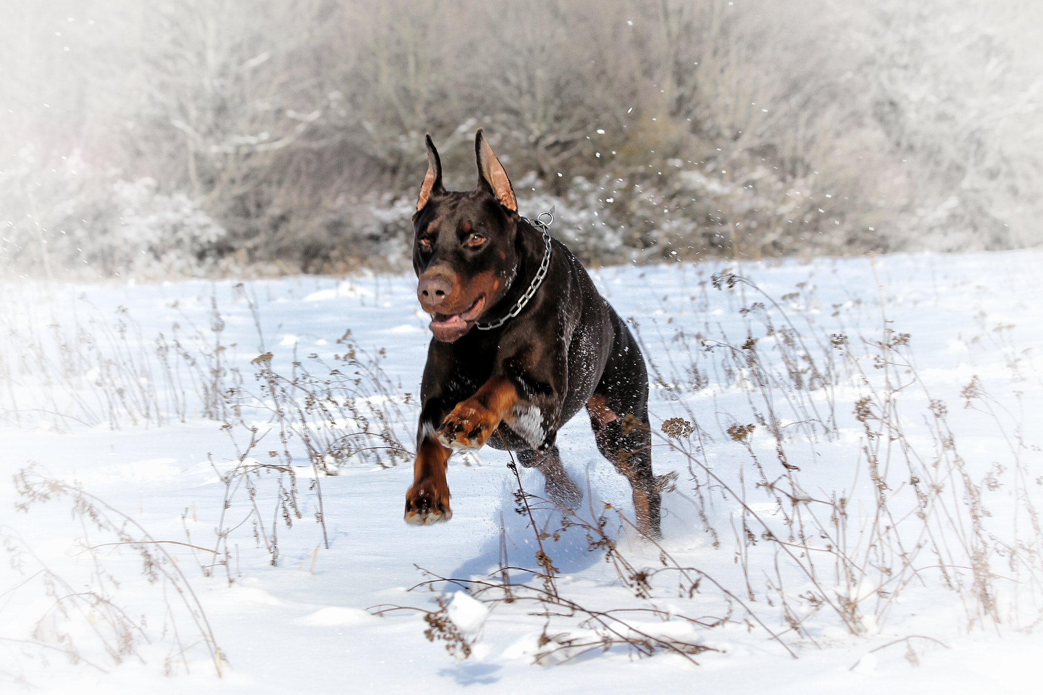 Canon EF 70-300mm F4-5.6 IS USM sample photo. Snow and fun photography