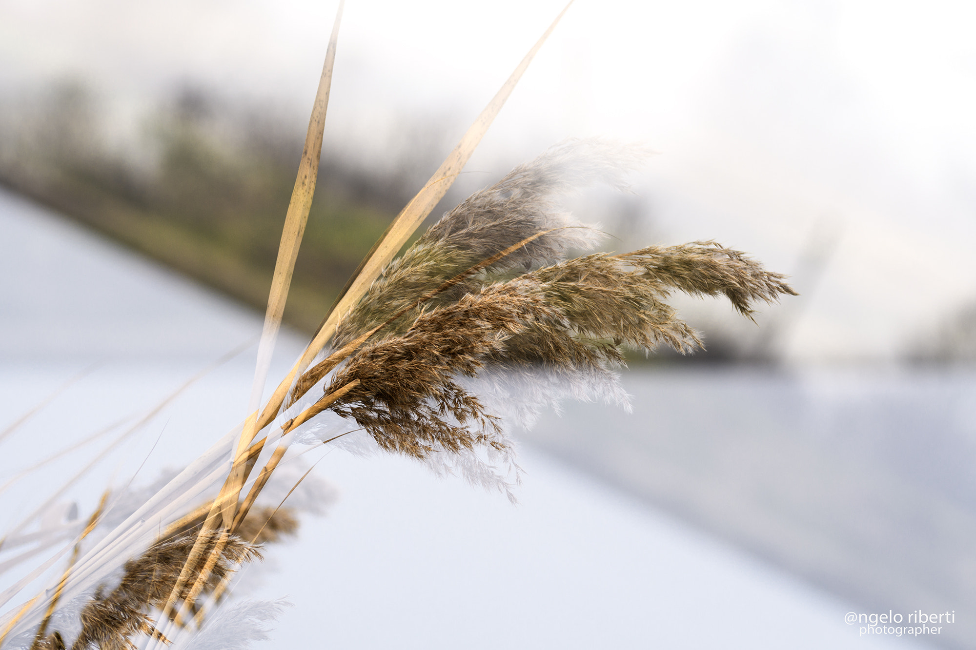 Sigma 105mm F2.8 EX DG OS HSM sample photo. .... feathers to the wind photography