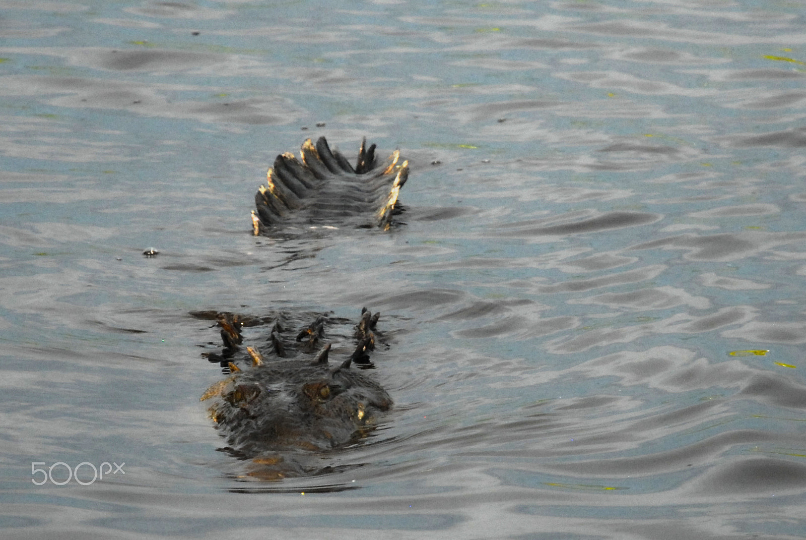 Nikon D200 sample photo. Mexican crocodile photography