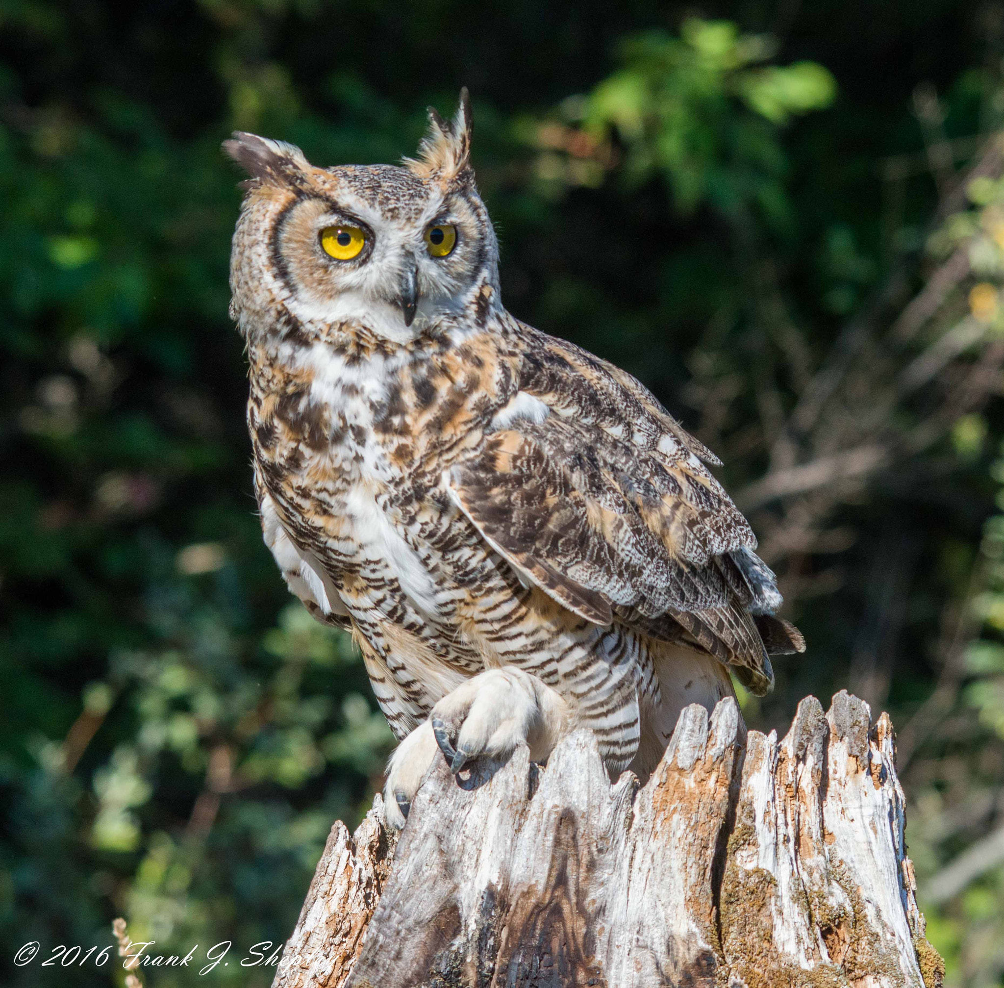 Sigma 150-500mm F5-6.3 DG OS HSM sample photo. Great horned owl photography