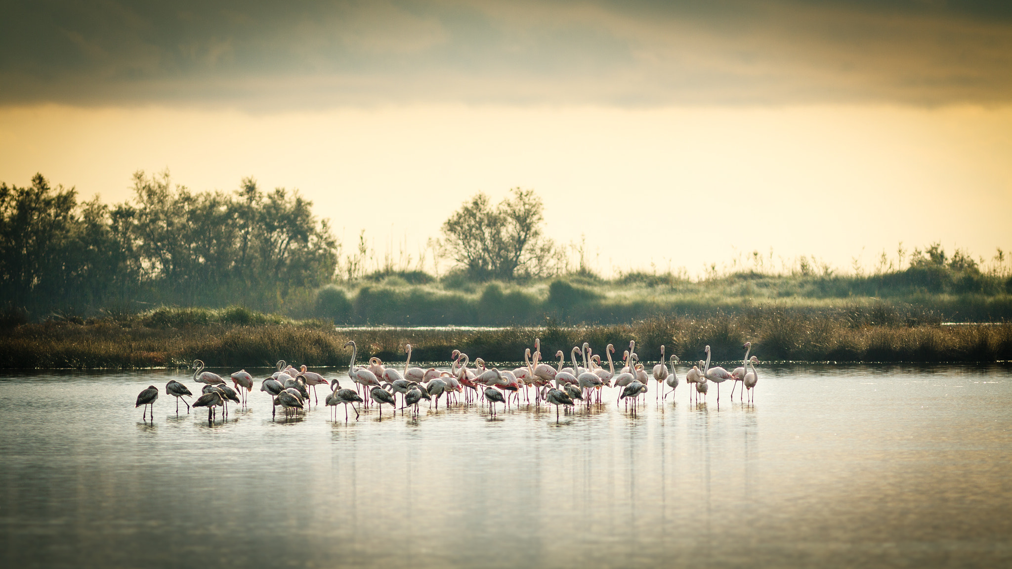 Canon EOS 50D + Canon EF 300mm F4L IS USM sample photo. Flamants roses photography
