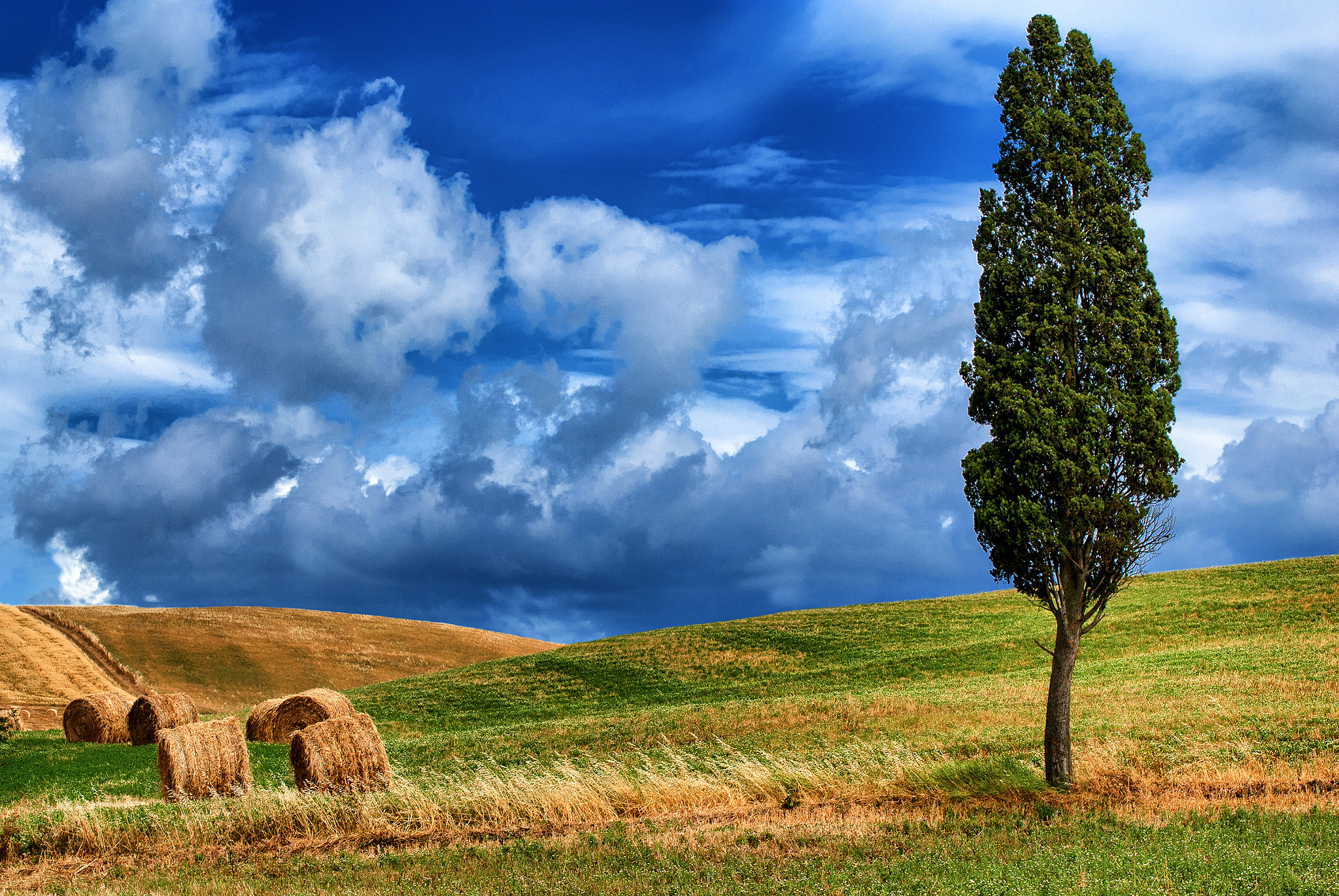 Nikon D200 sample photo. Cypress photography