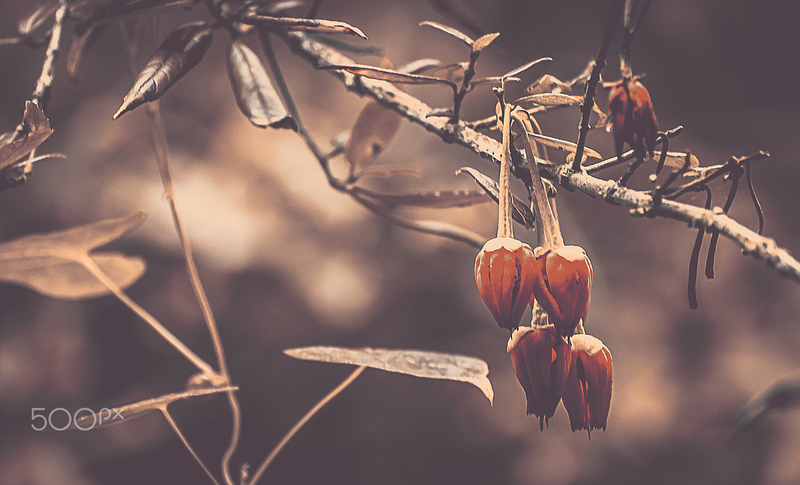 Nikon D5000 sample photo. Hanging flowers photography