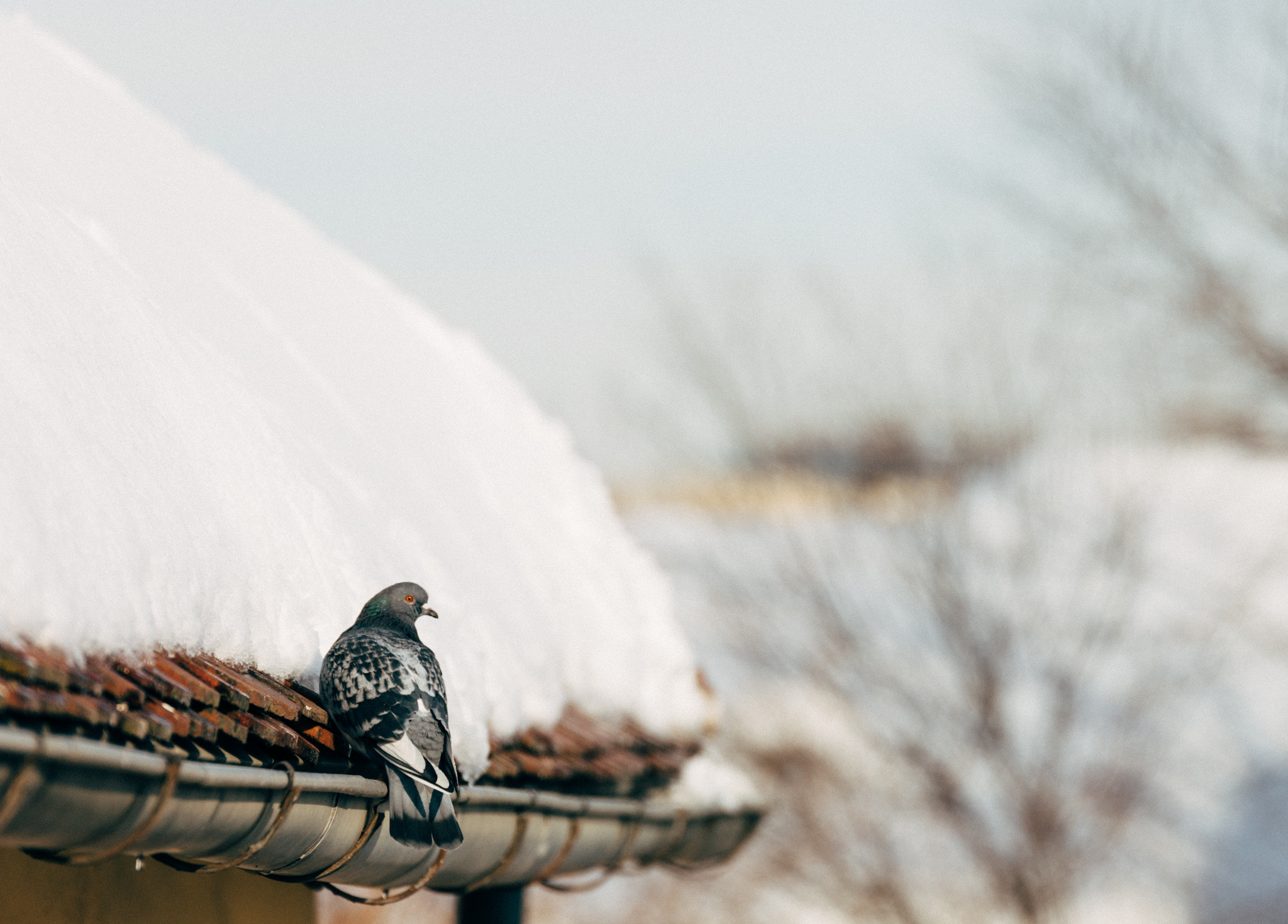 Nikon D610 sample photo. Pigeon facing the snow photography