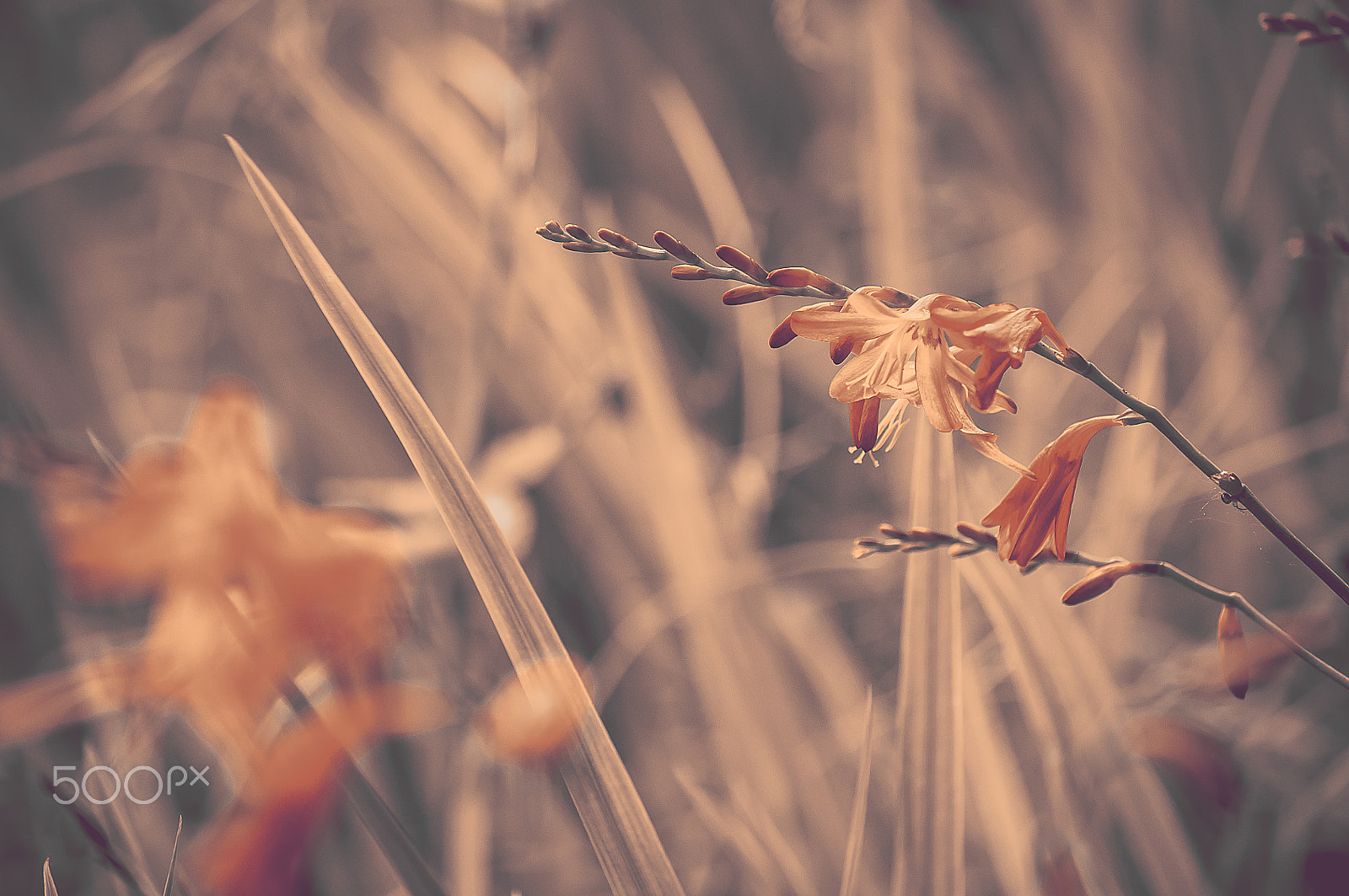 Nikon D5000 sample photo. Watsonia photography