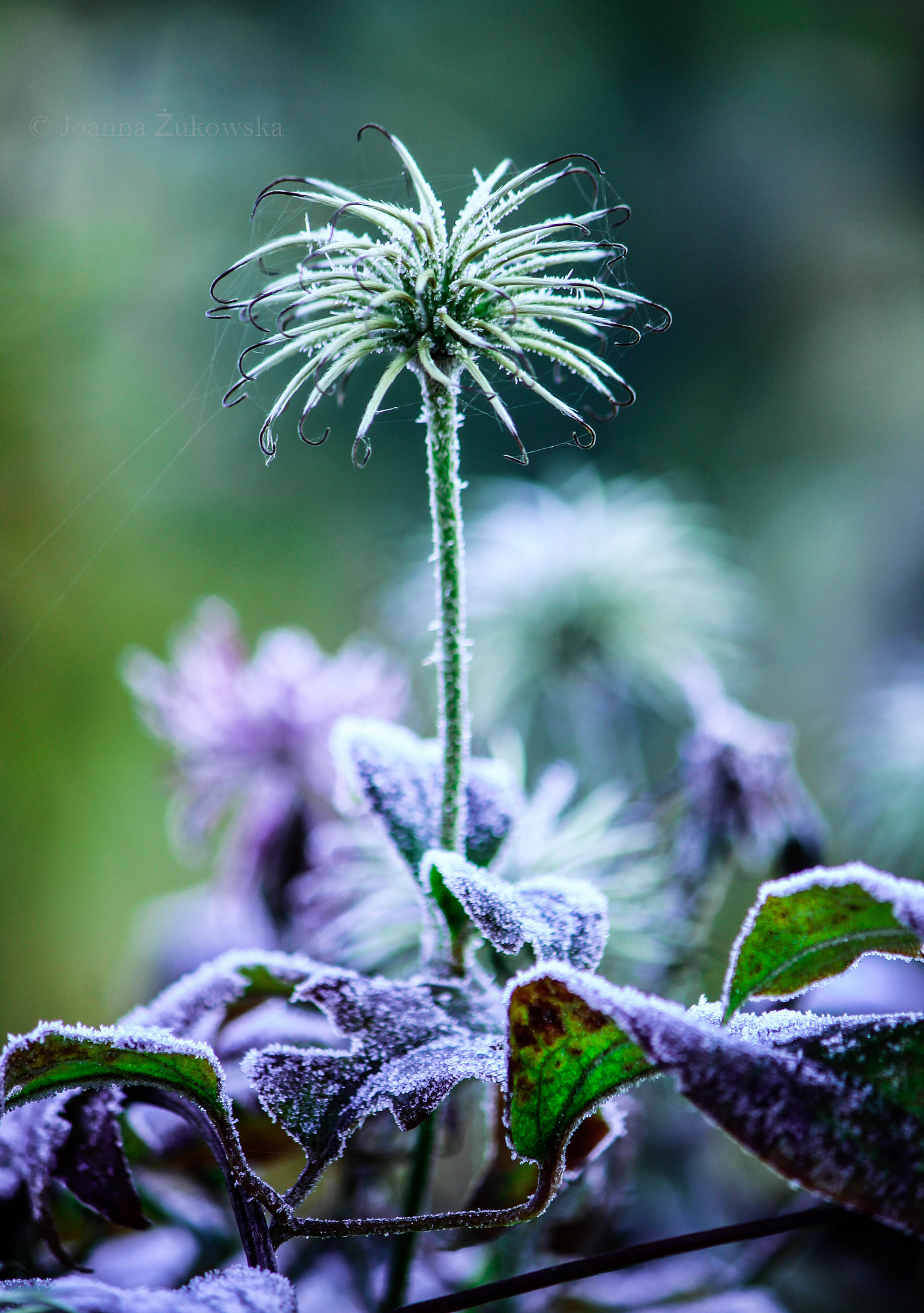 Canon EF-S 55-250mm F4-5.6 IS sample photo. Winter in the garden #1 photography