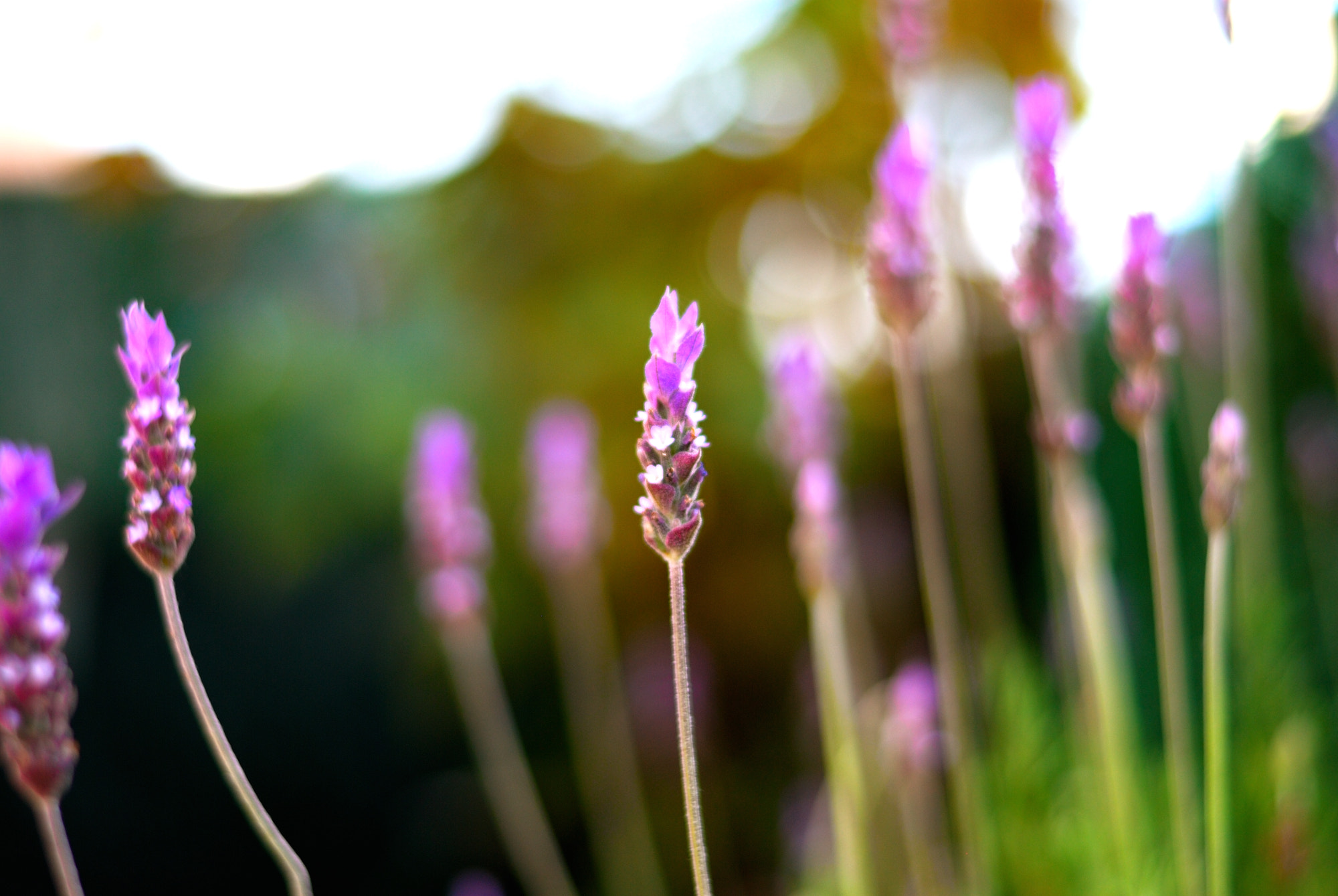 Nikon D60 + Nikon AF-S Nikkor 50mm F1.8G sample photo. Lavanda photography