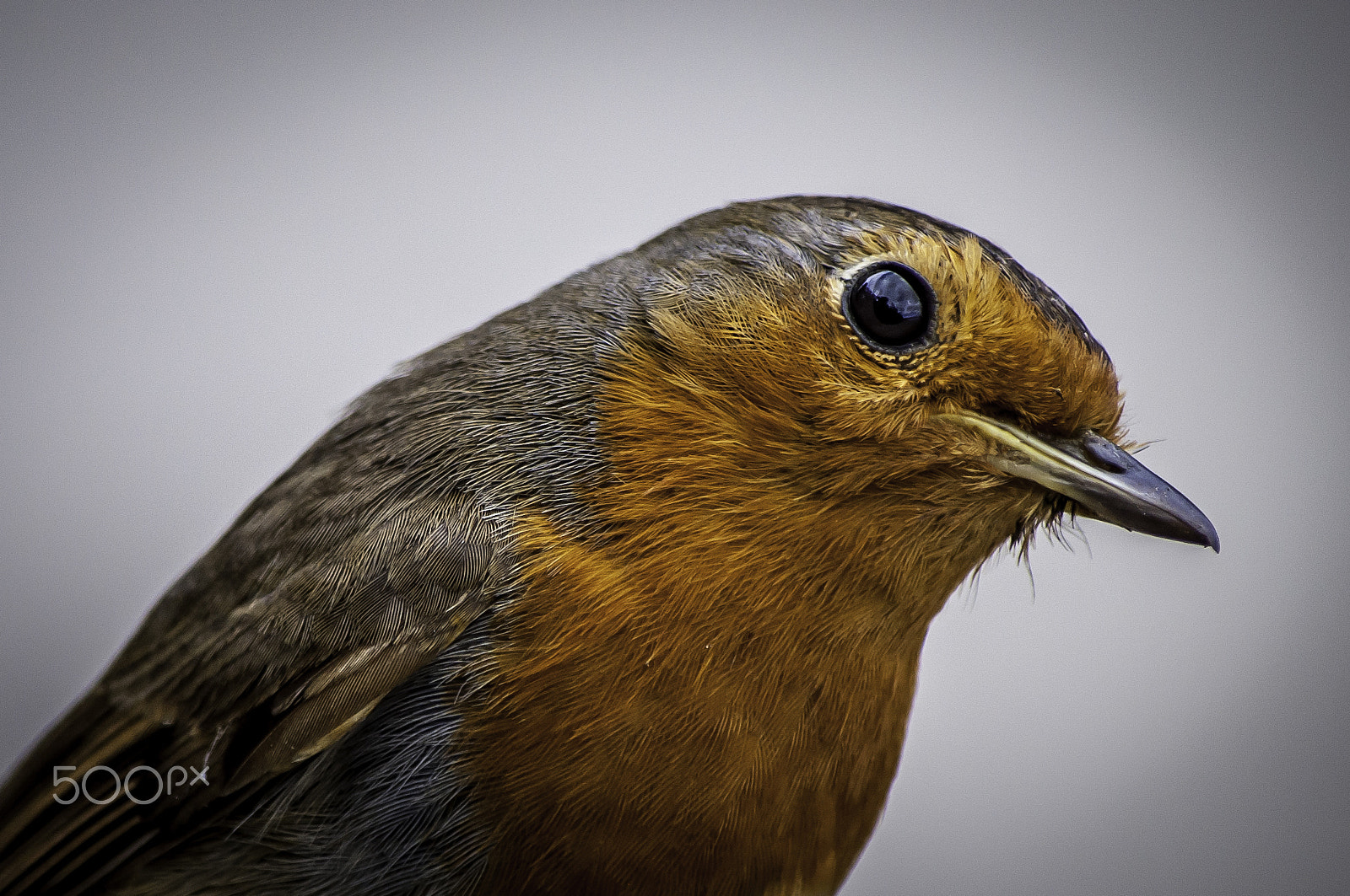 Nikon D5000 sample photo. Inquisitive robin photography