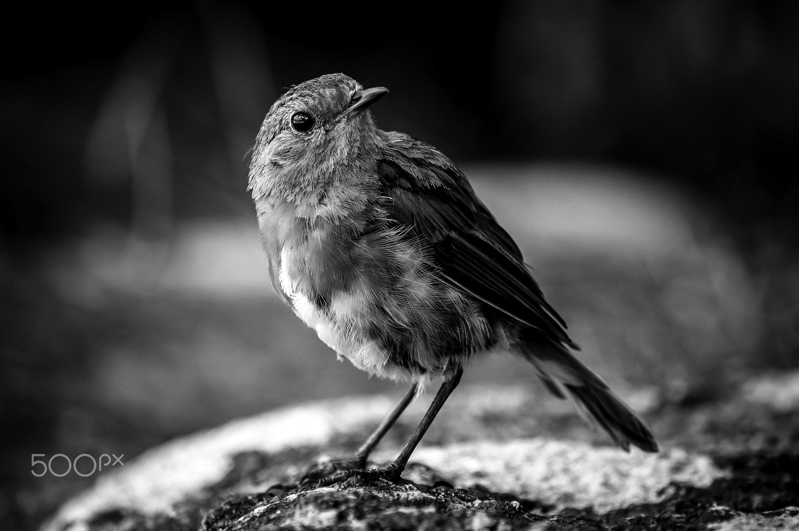 Nikon D5000 sample photo. Robin on rock photography
