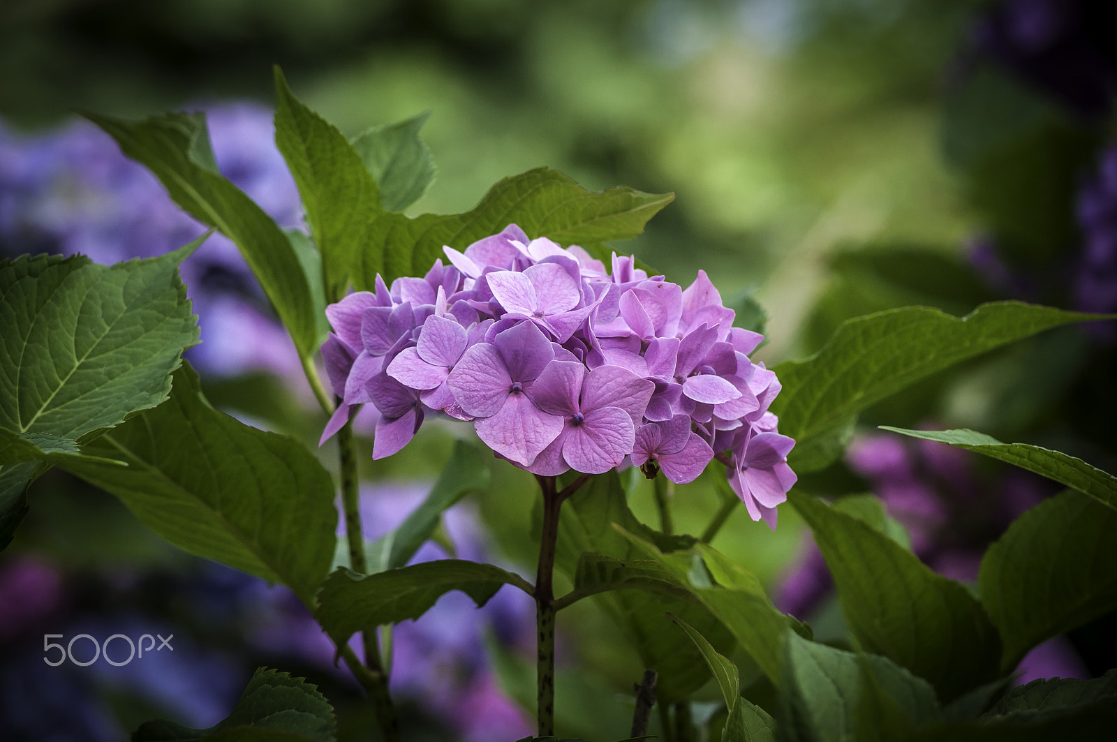 Nikon D5000 sample photo. Hydrangea photography