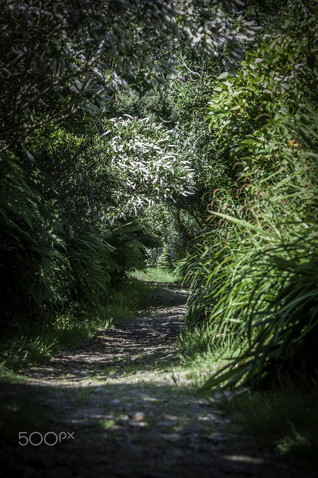 Nikon D5000 sample photo. Path photography