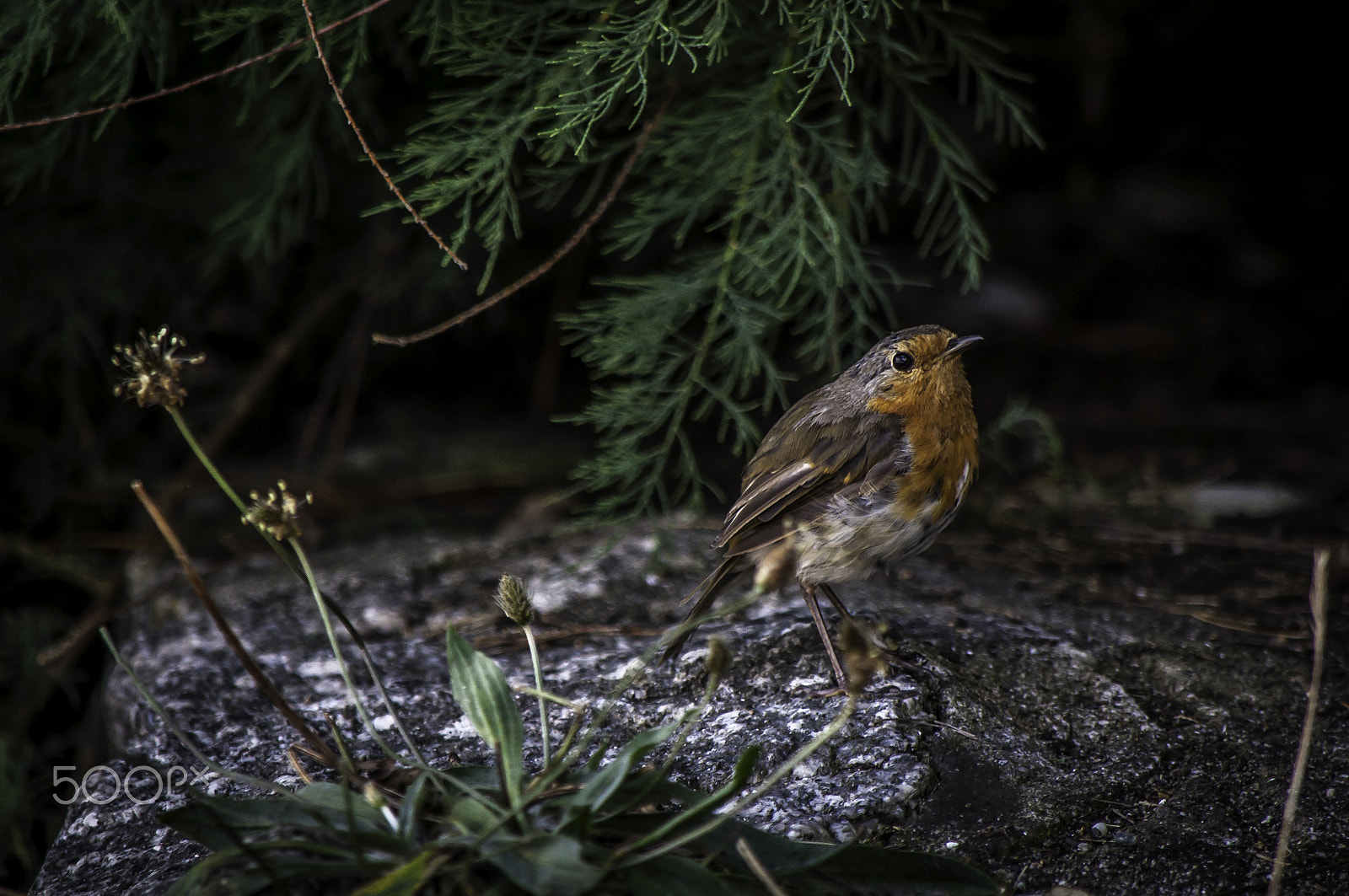 Nikon D5000 sample photo. Robin photography