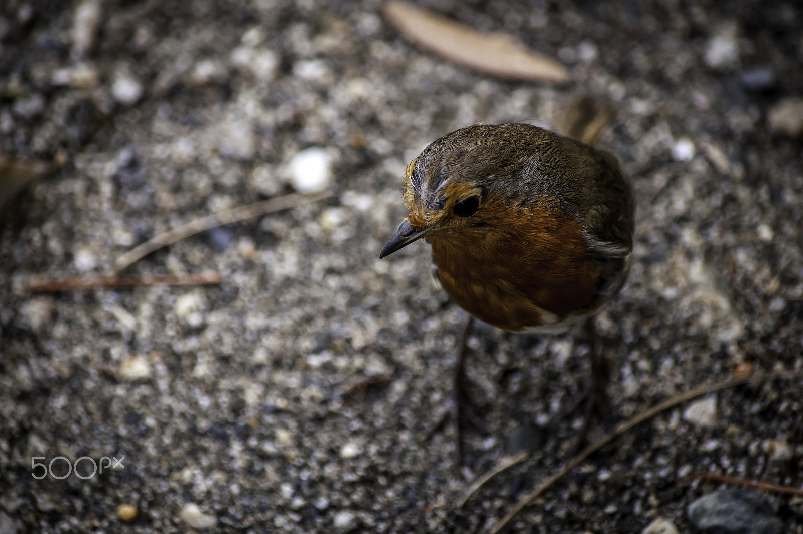 Nikon D5000 sample photo. Robin photography