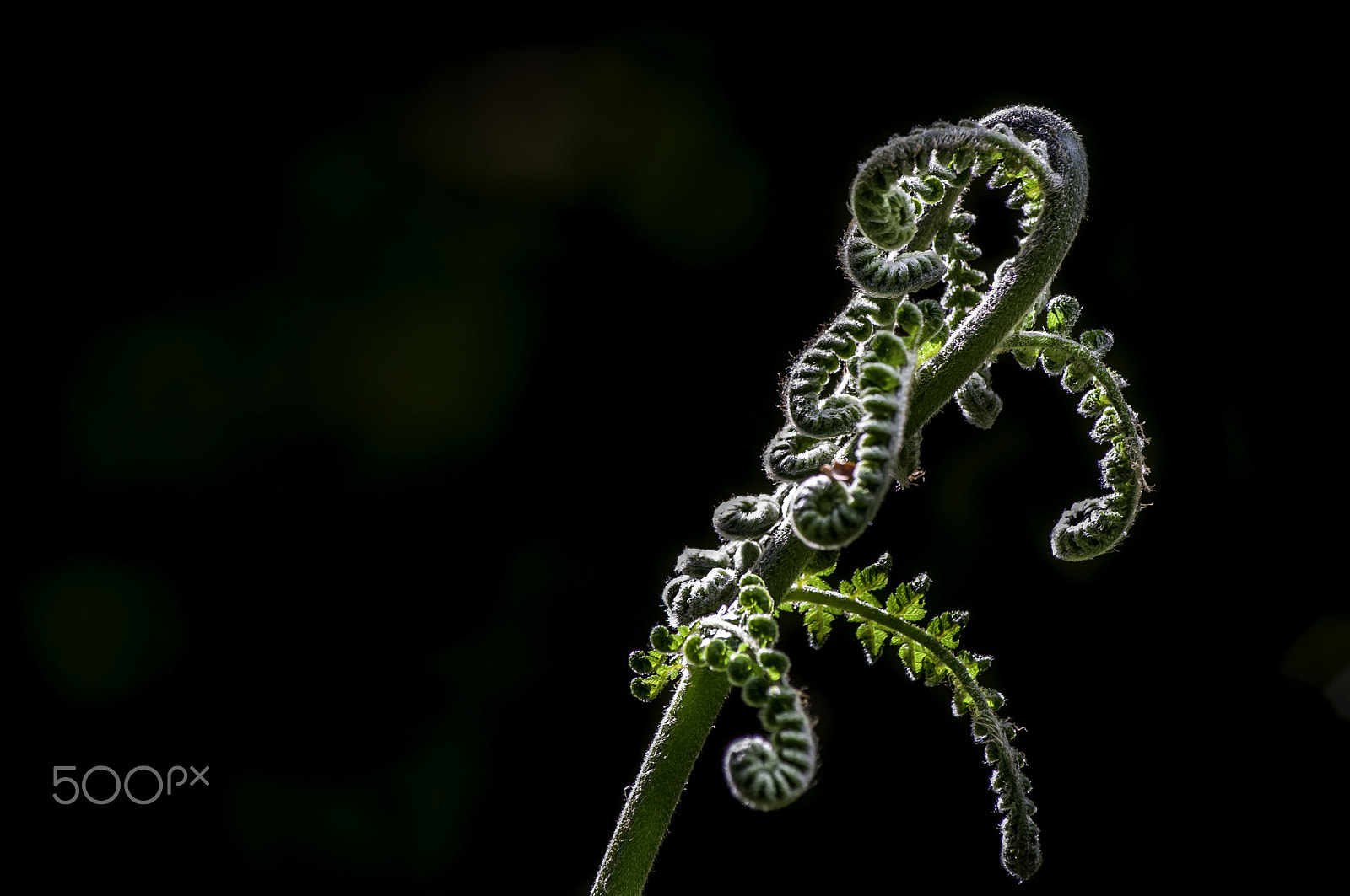 Nikon D5000 sample photo. Fern limb photography