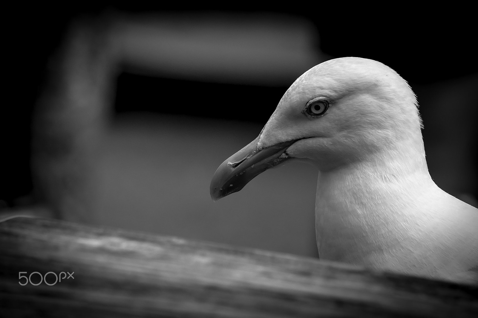 Nikon D5000 sample photo. Seagull photography