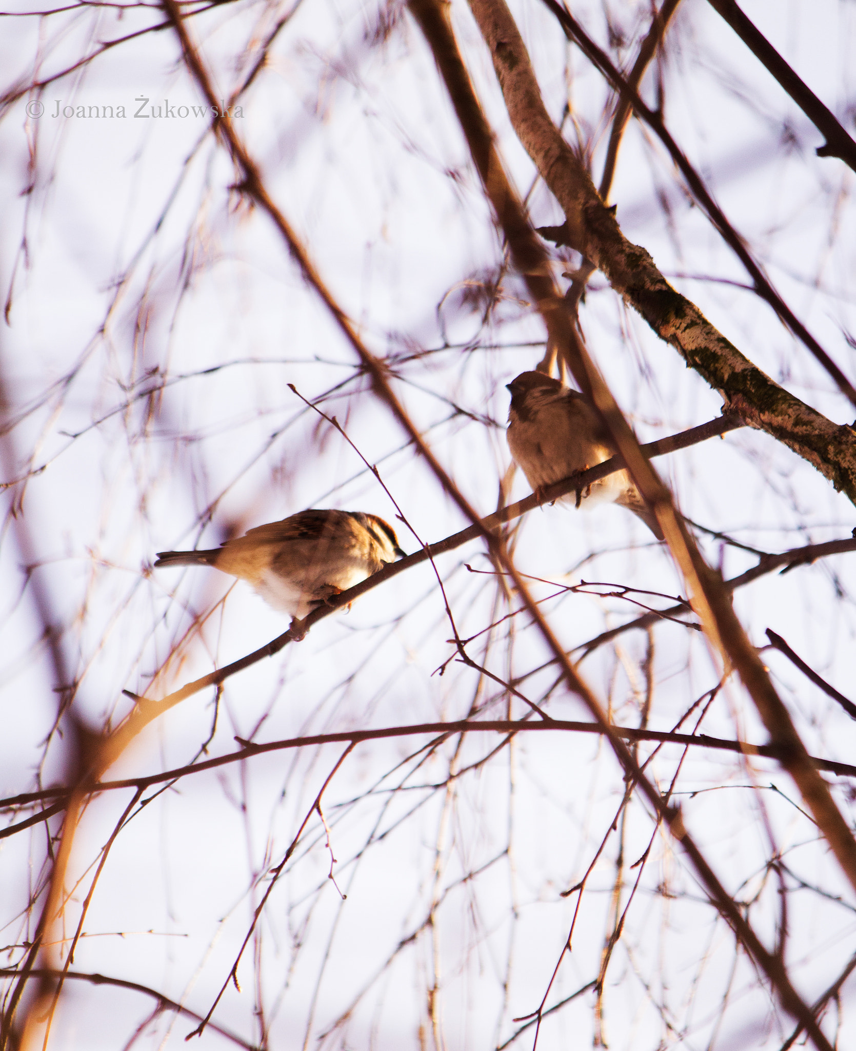 Canon EF-S 55-250mm F4-5.6 IS sample photo. Two little birds photography