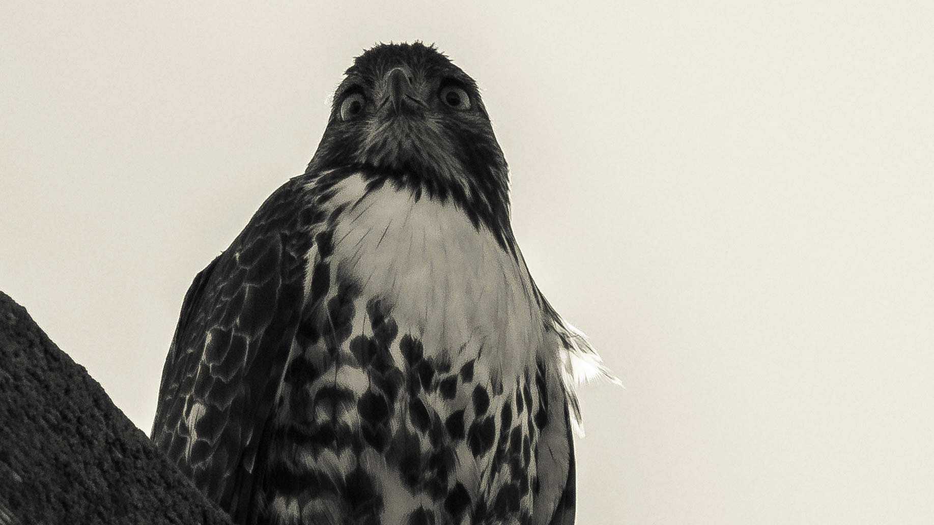 Panasonic Lumix DMC-GH3 sample photo. Redtail photography