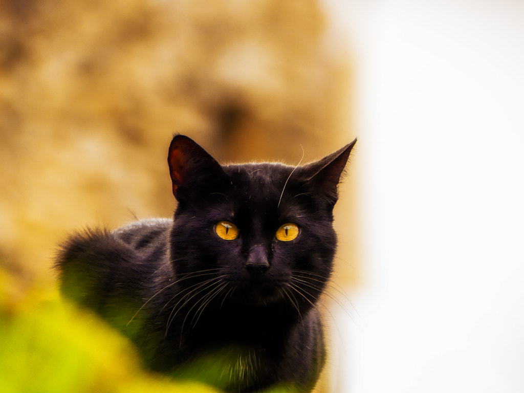 Black cats - Yellow eyes by Miguel Angel Pérez on 500px.com