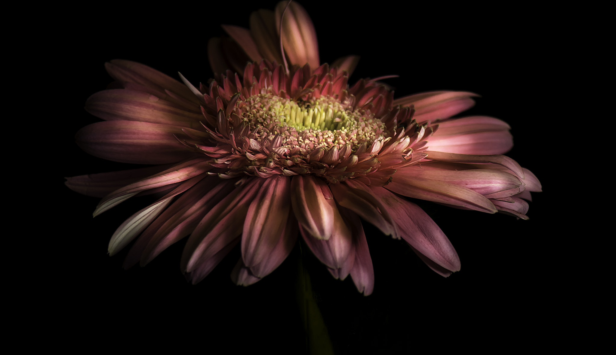 Canon EOS 750D (EOS Rebel T6i / EOS Kiss X8i) sample photo. A flower photography