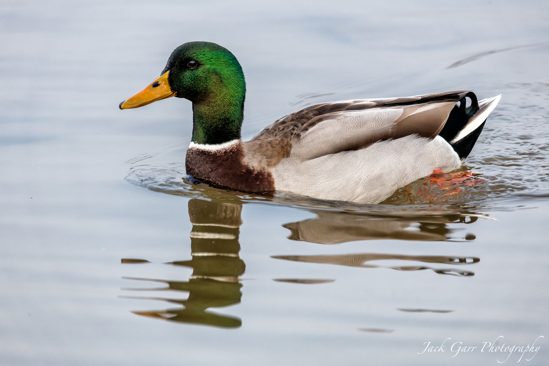 150-600mm F5-6.3 DG OS HSM | Sports 014 sample photo. Mallard male duck photography