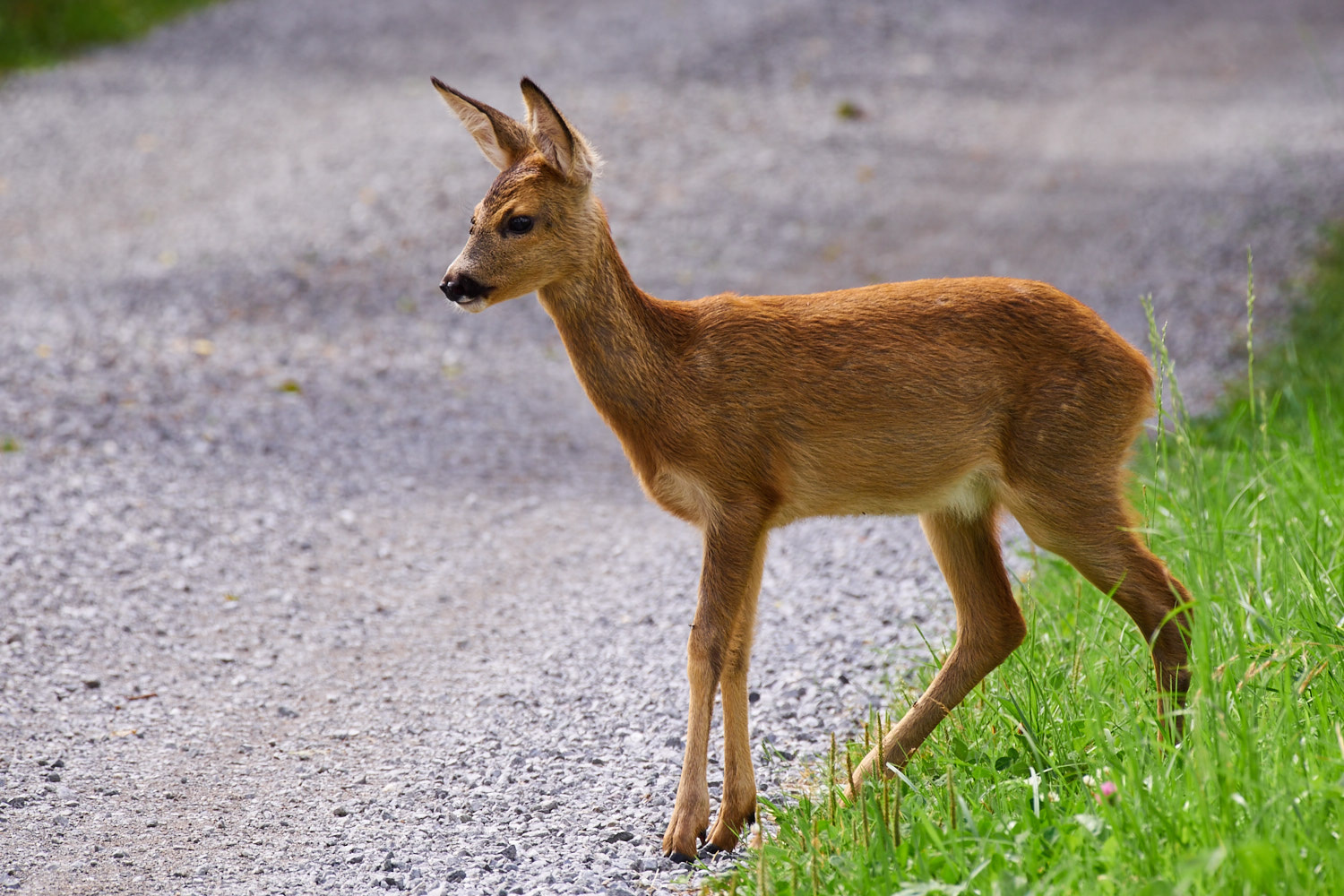 Olympus OM-D E-M1 + LEICA DG 100-400/F4.0-6.3 sample photo. Bambi is crossing the road photography