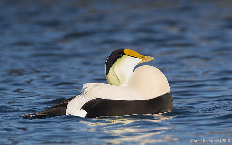 Canon EF 500mm F4L IS USM sample photo. Proud eider photography