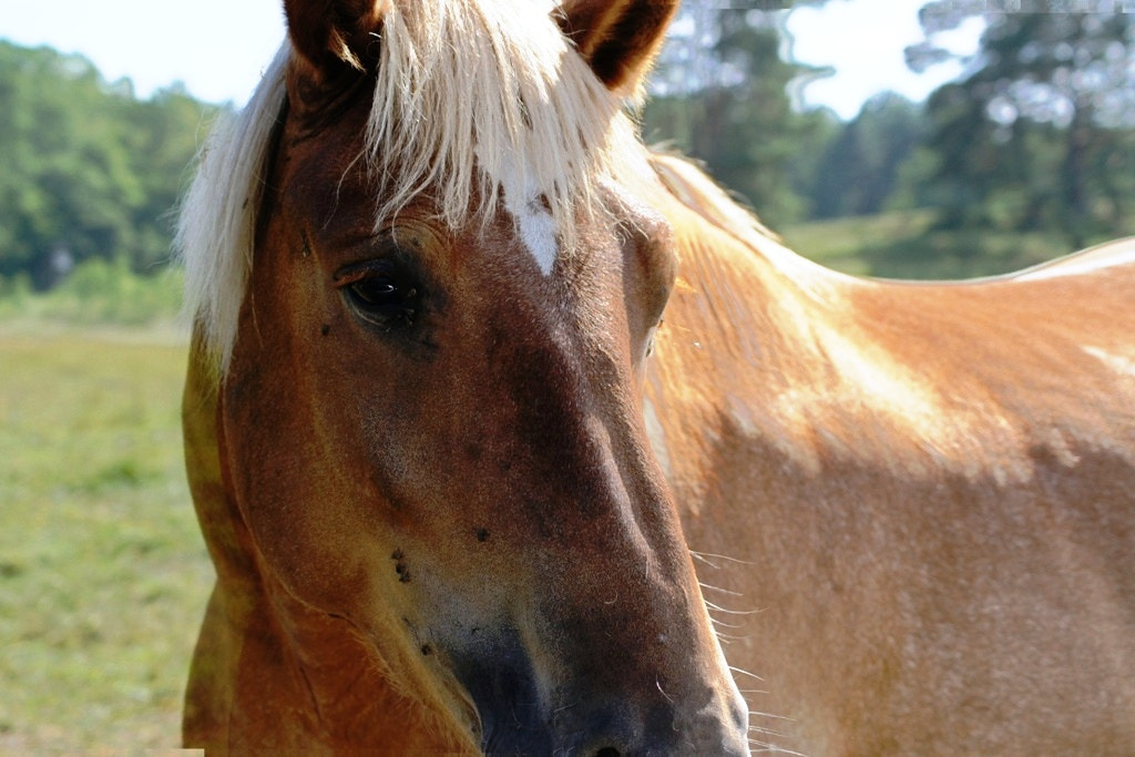 Sony Alpha DSLR-A500 + Sony DT 55-200mm F4-5.6 SAM sample photo. Horse photography