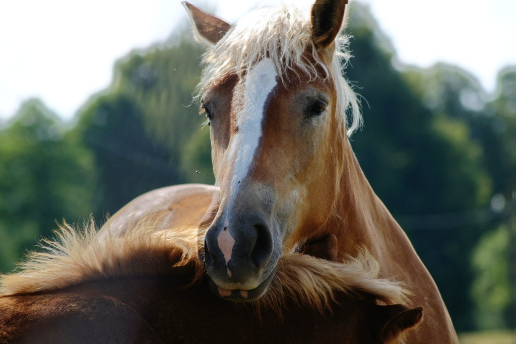 Sony Alpha DSLR-A500 + Sony DT 55-200mm F4-5.6 SAM sample photo. Horse photography