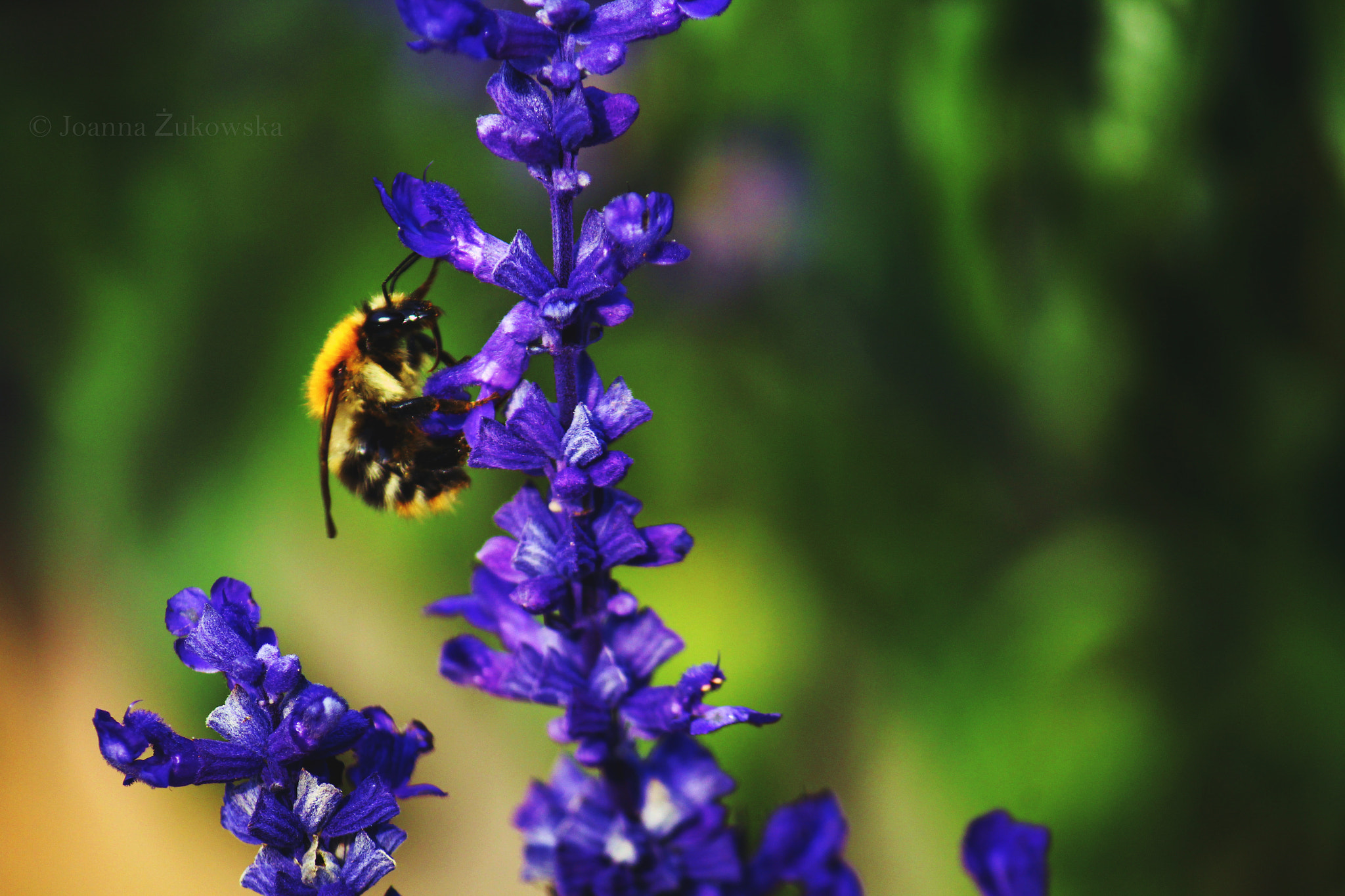 Canon EF-S 55-250mm F4-5.6 IS sample photo. In the garden photography
