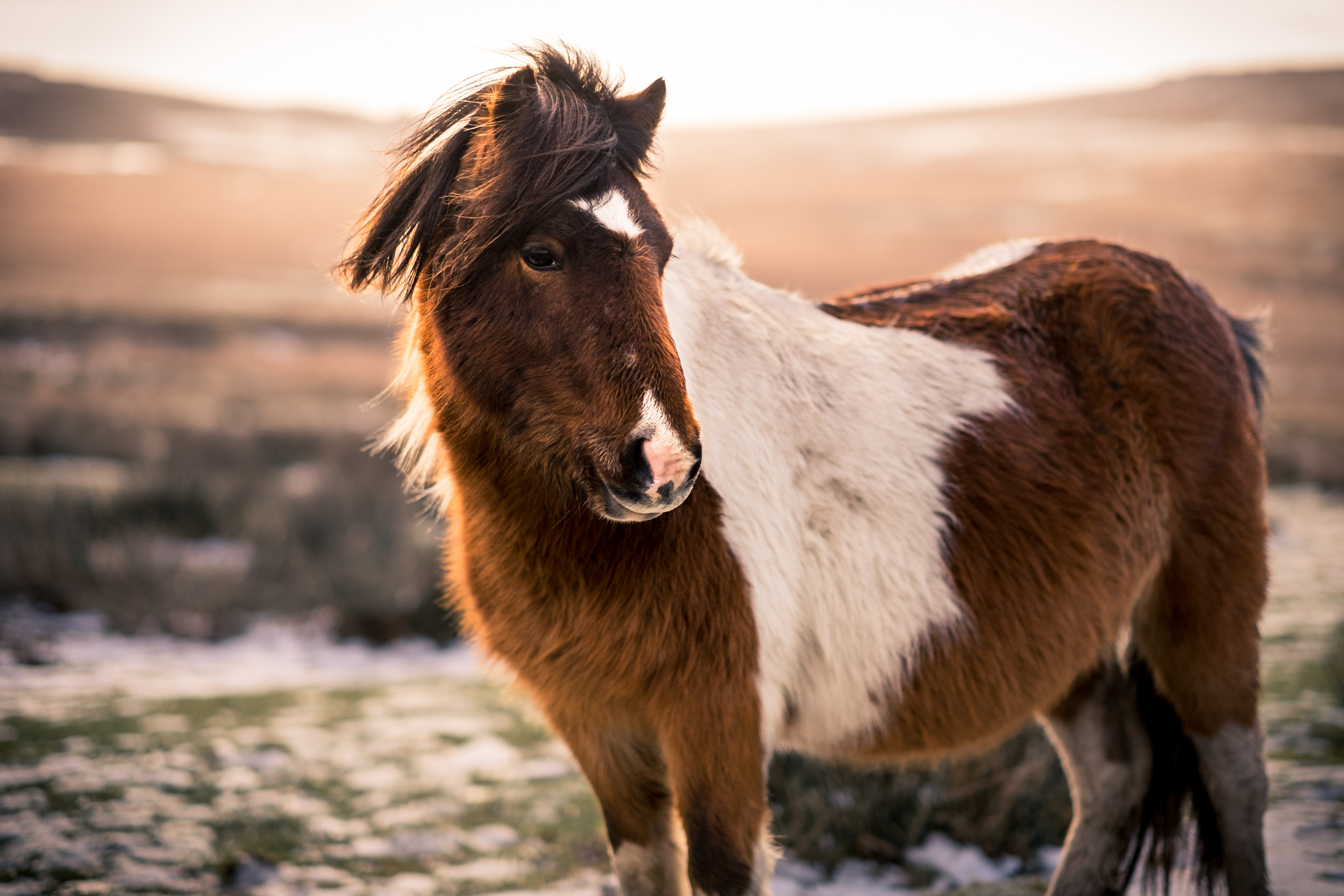 Fujifilm X-E2 sample photo. Dartmoor wild ponies photography