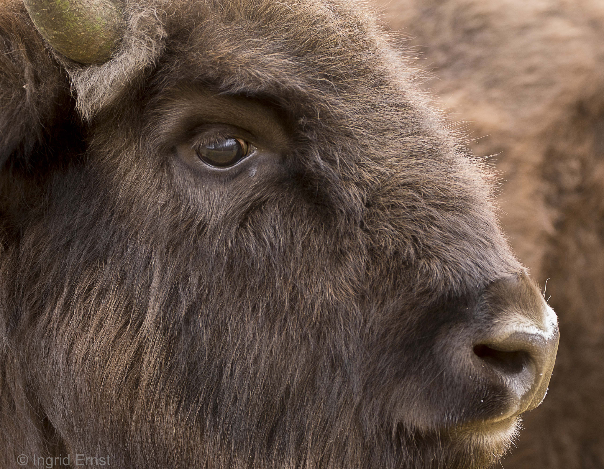 Sigma 180mm F3.5 EX DG Macro sample photo. European bison. photography