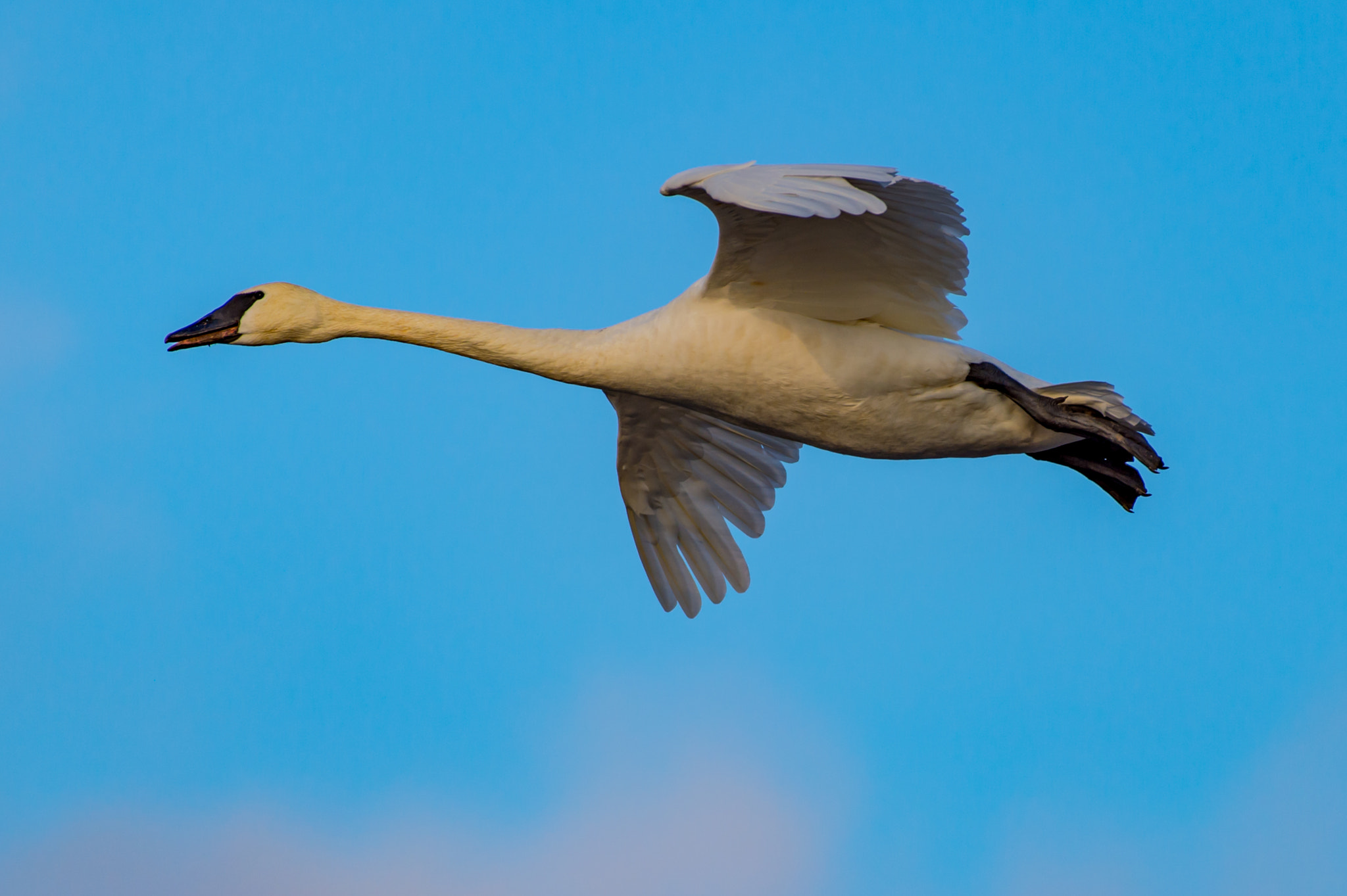 Nikon AF-S Nikkor 200-500mm F5.6E ED VR sample photo. Snow goose photography