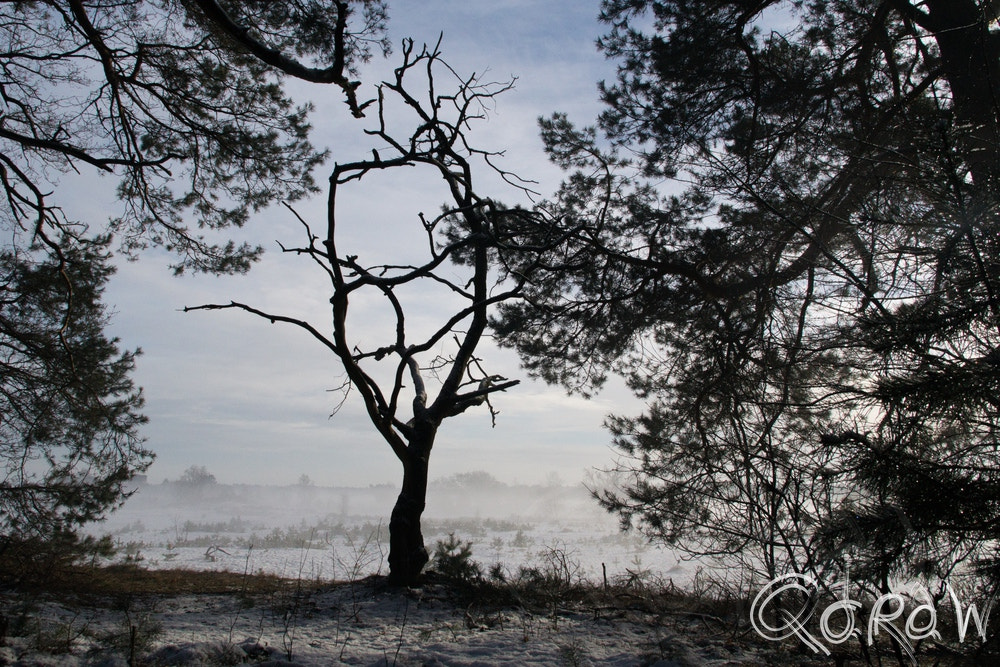 Sony SLT-A58 + Sigma 18-200mm F3.5-6.3 DC sample photo. Boom photography