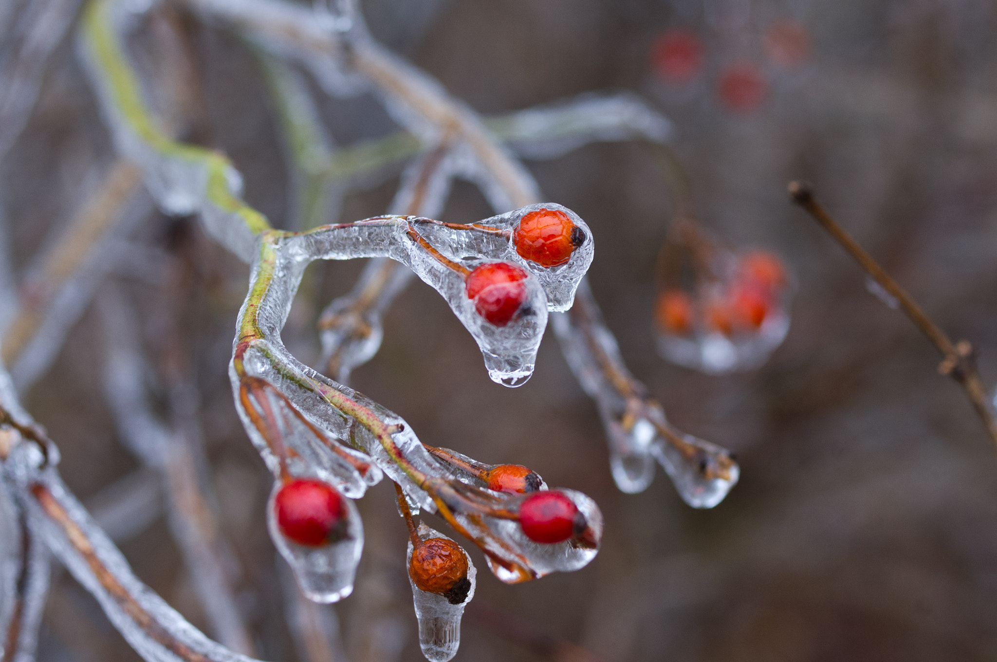 Pentax K-x + Pentax smc D-FA 50mm F2.8 Macro sample photo. Frozen berries photography