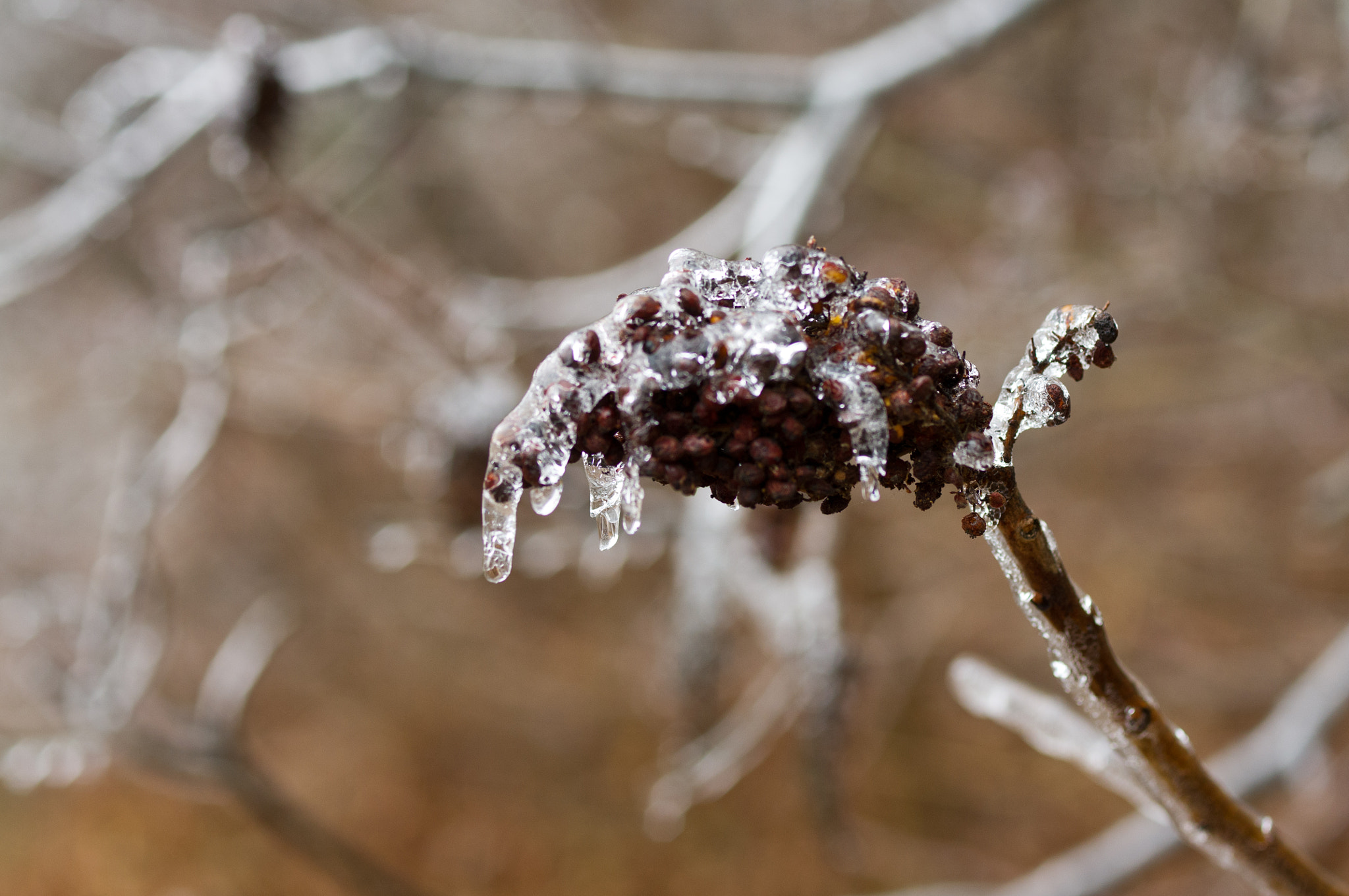 Pentax K-x + Pentax smc D-FA 50mm F2.8 Macro sample photo. Ice covered photography