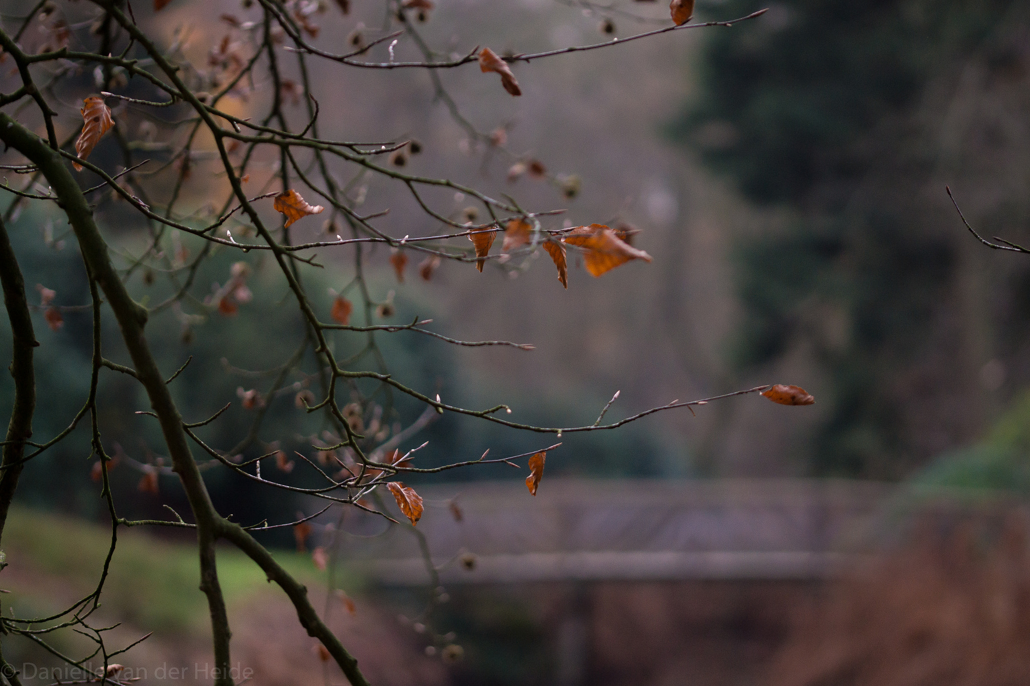 Sony SLT-A58 + 105mm F2.8 sample photo. Oranjewoud fall photography