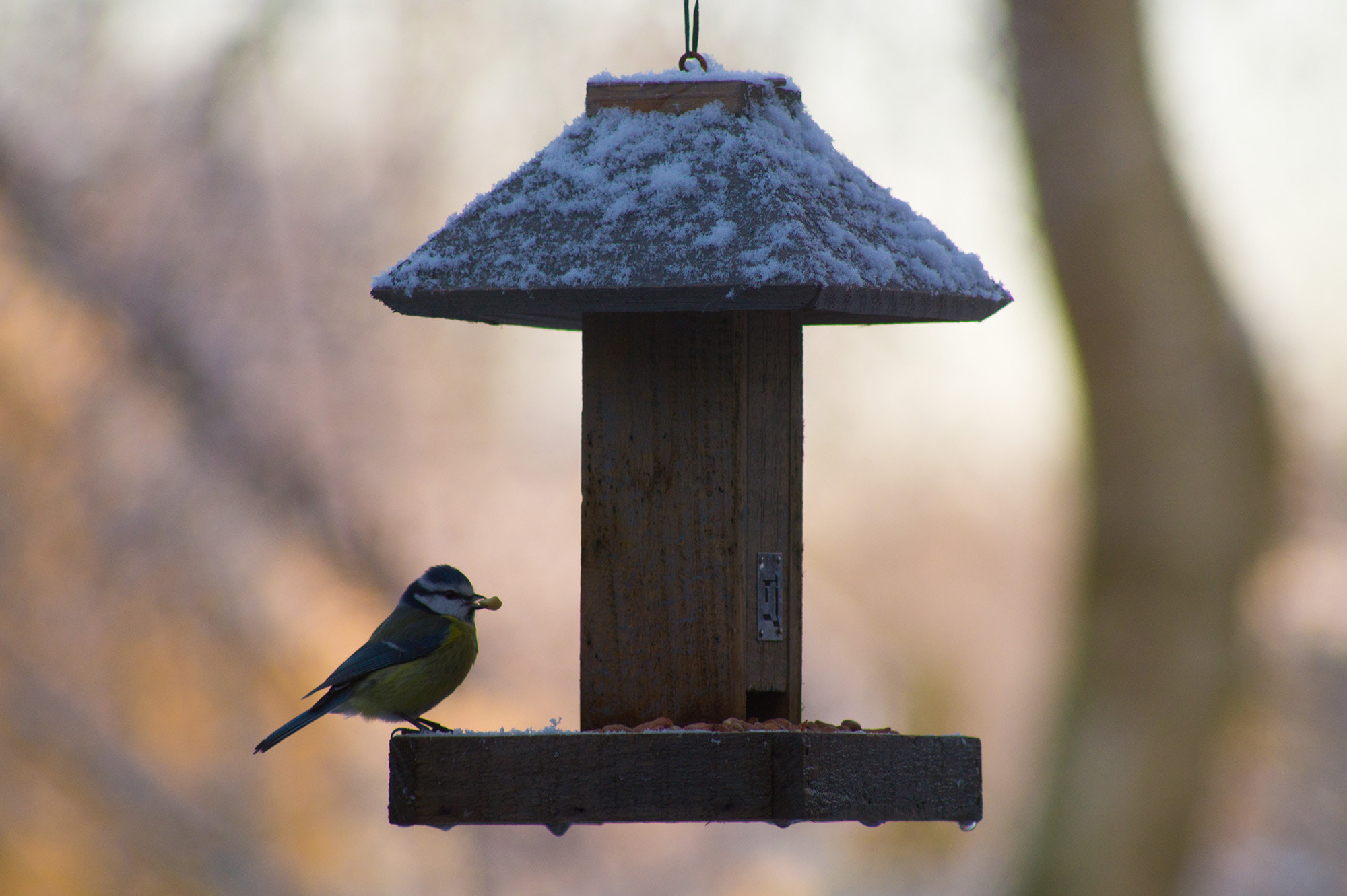 Sony 75-300mm F4.5-5.6 sample photo. Bird eating photography