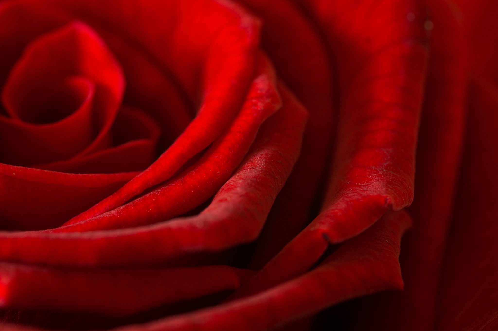 Sony SLT-A58 + 105mm F2.8 sample photo. Rose photography