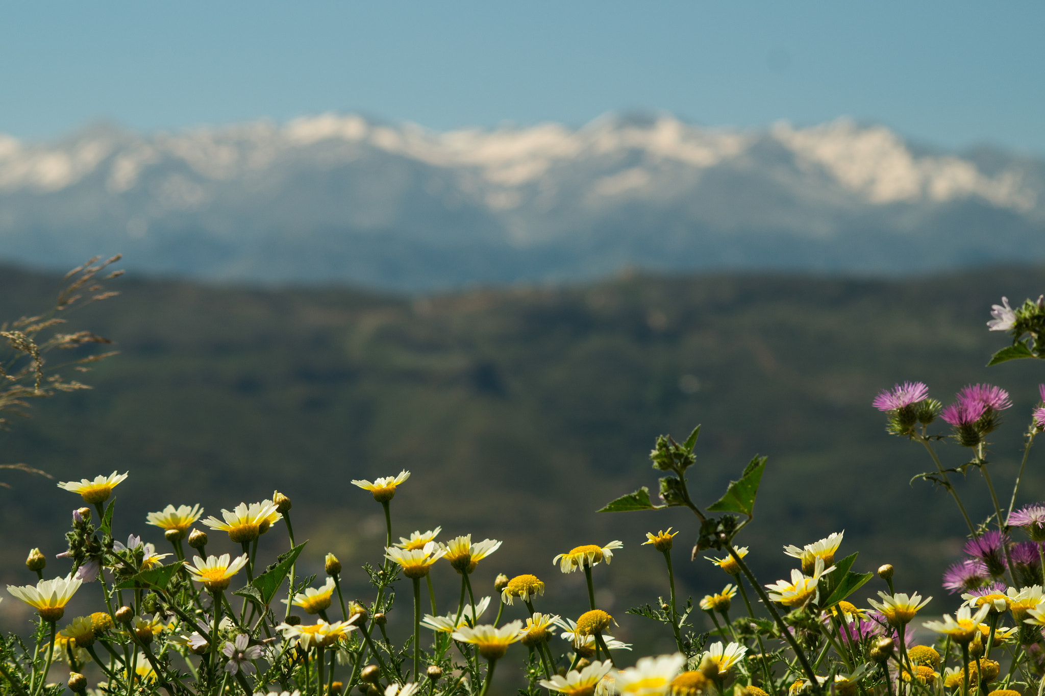 Sigma 70-300mm F4-5.6 DL Macro sample photo. Kreta, greece photography