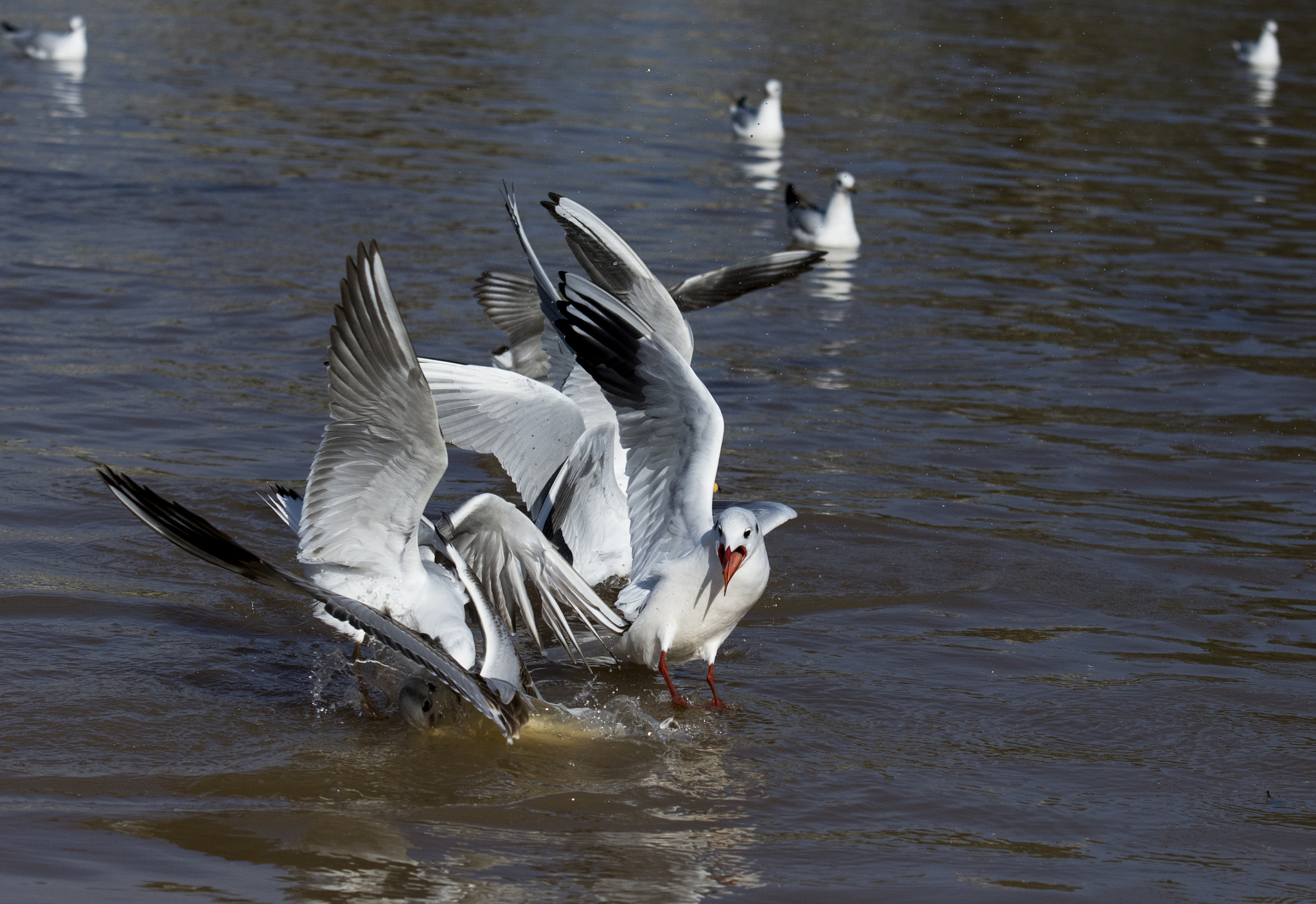 Nikon AF-S Nikkor 70-200mm F2.8G ED VR II sample photo. Water games photography