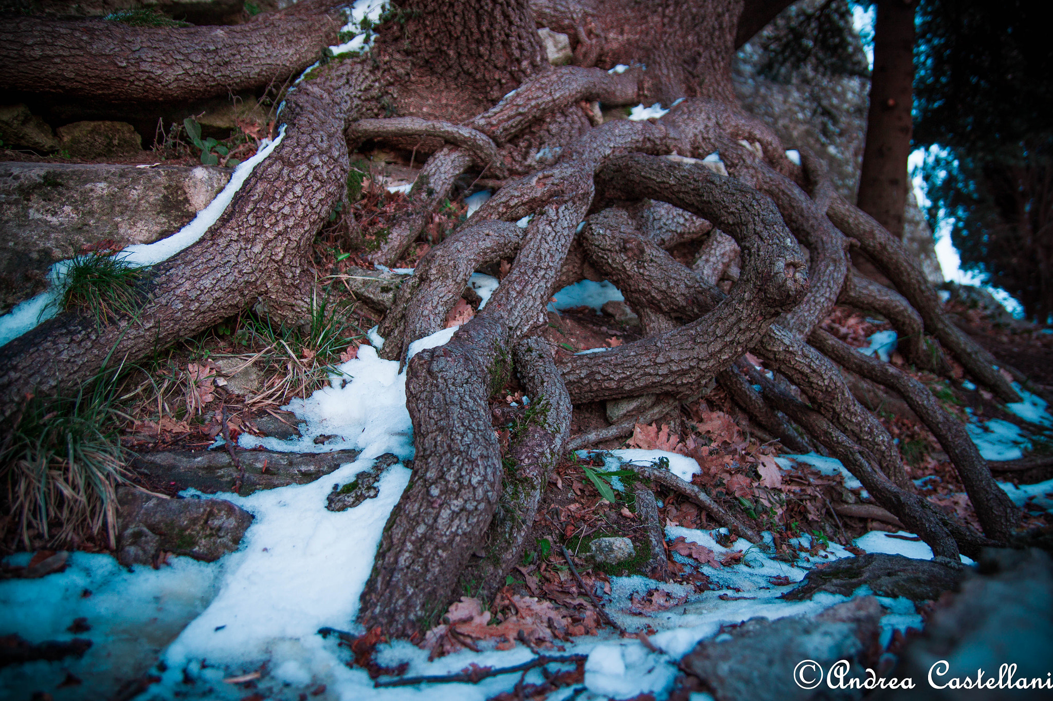 Canon EOS 500D (EOS Rebel T1i / EOS Kiss X3) sample photo. Entwined roots - intrecci photography