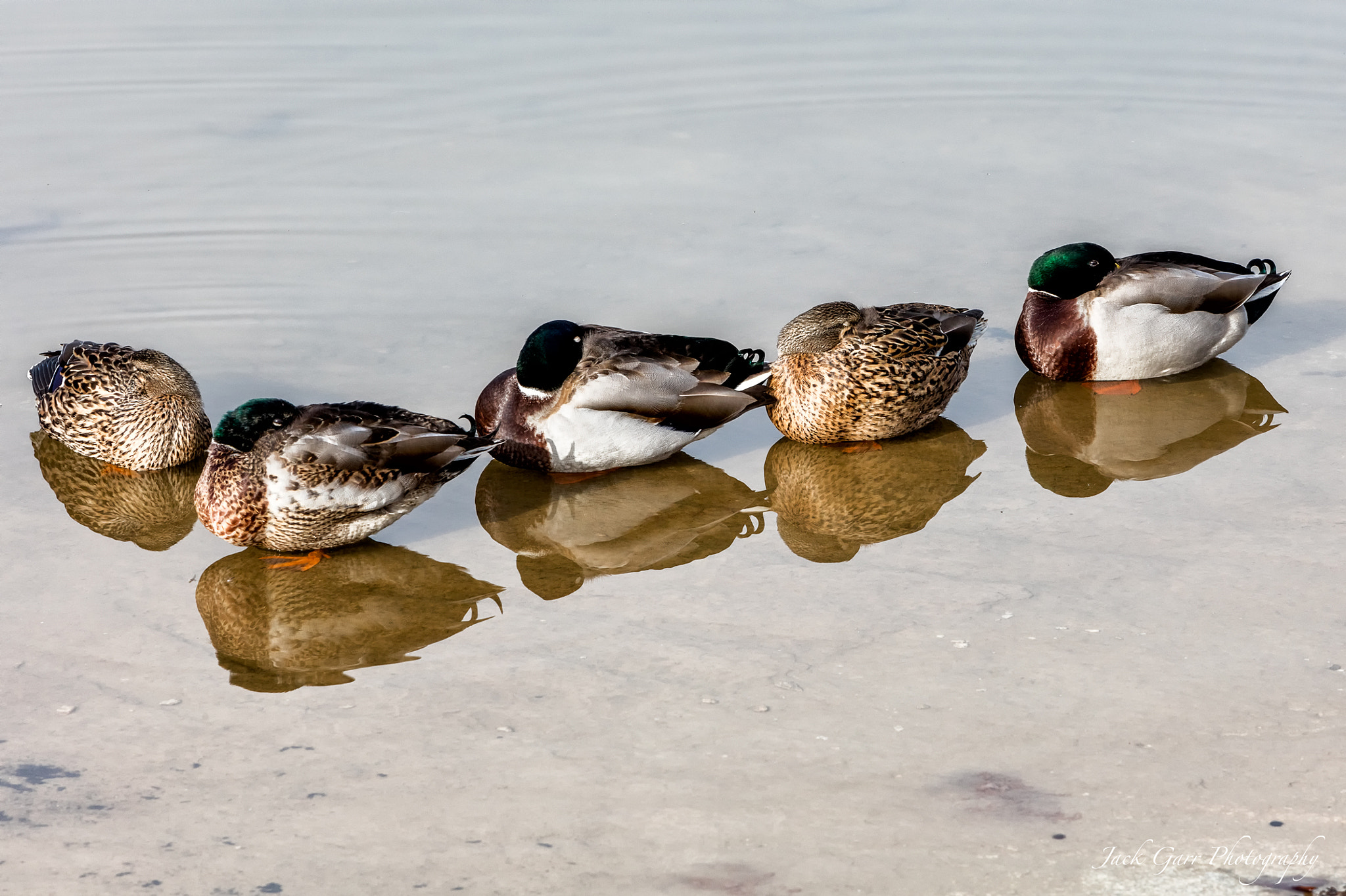 Canon EF 70-200mm F2.8L IS USM sample photo. Mallard ducks taking a nap photography