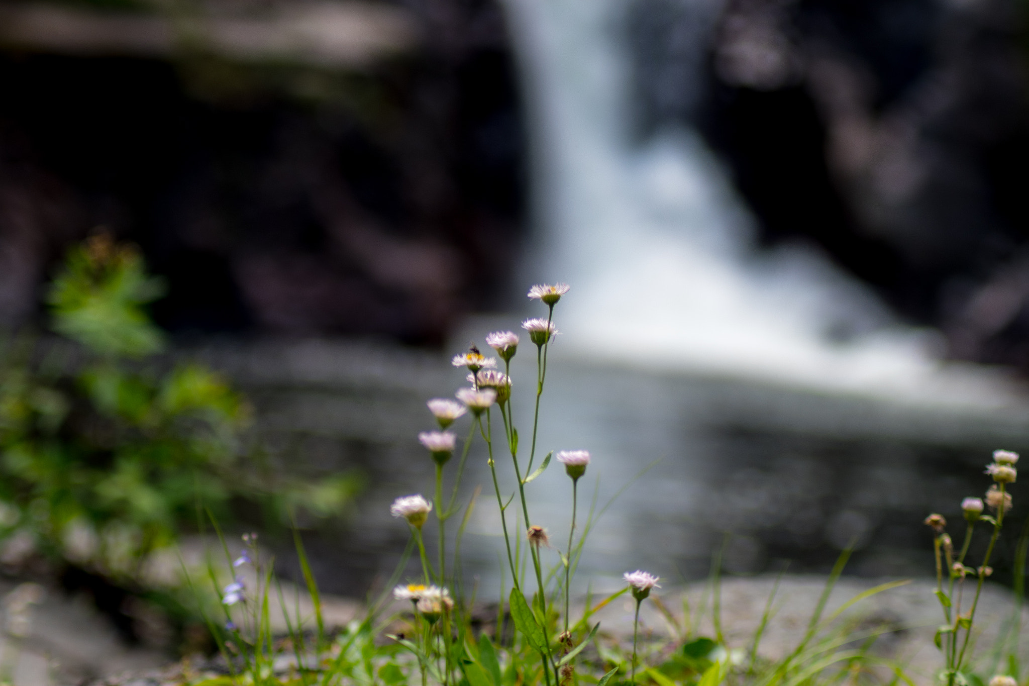 Pentax K-S1 sample photo. Wild flower photography