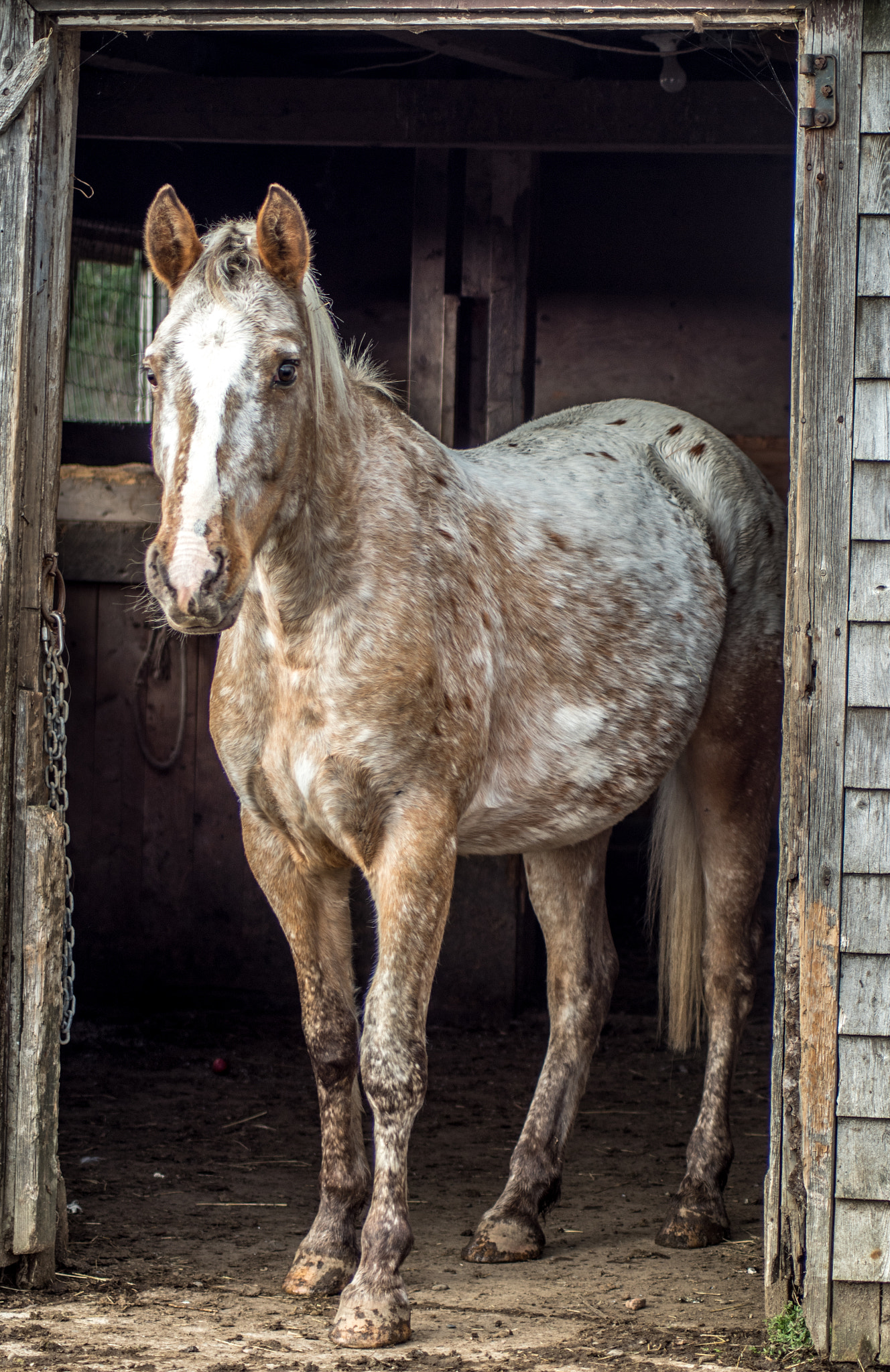 Pentax K-S1 sample photo. Horse photography