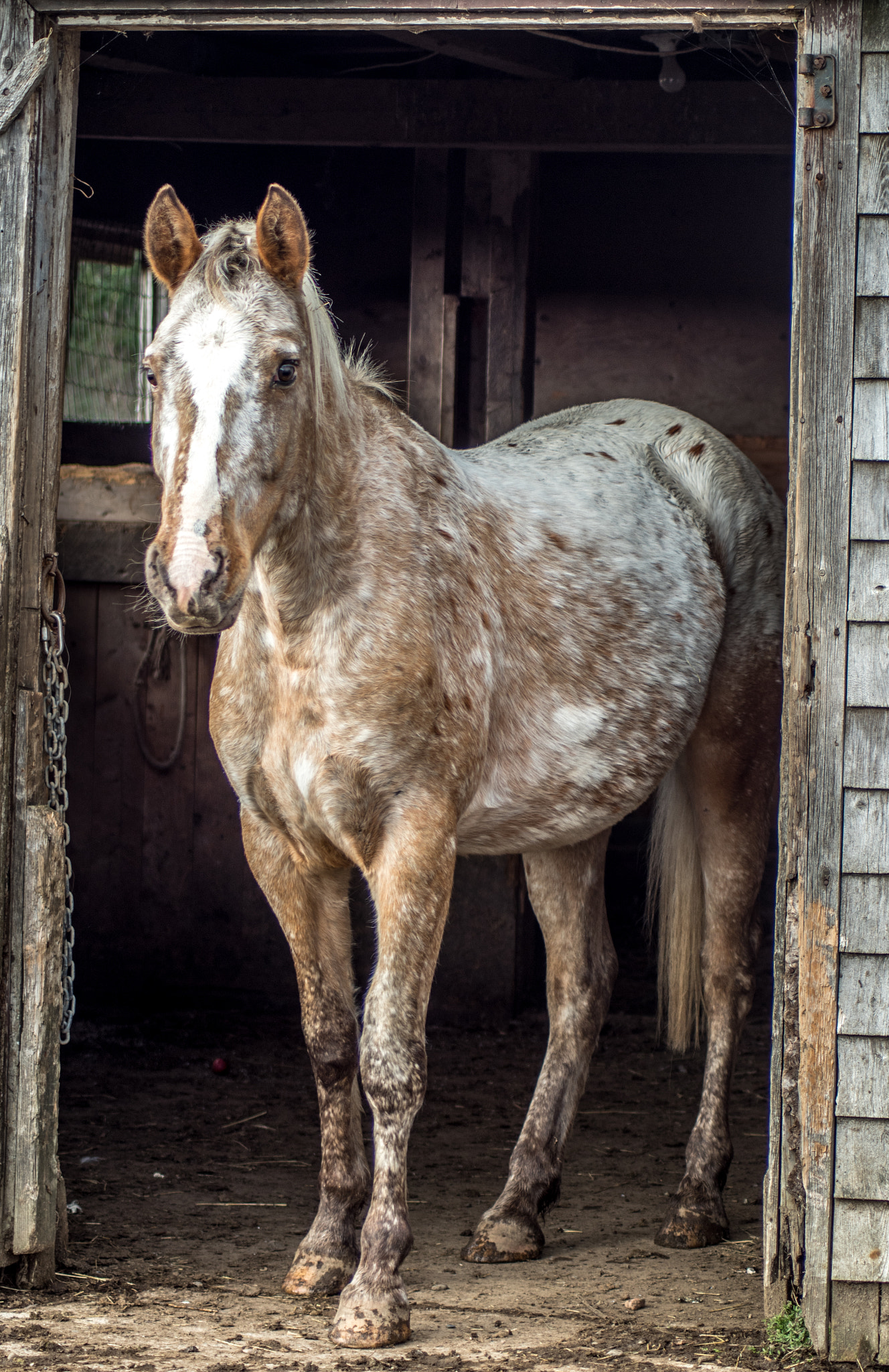 Tamron AF 70-300mm F4-5.6 LD Macro 1:2 sample photo. Horse photography