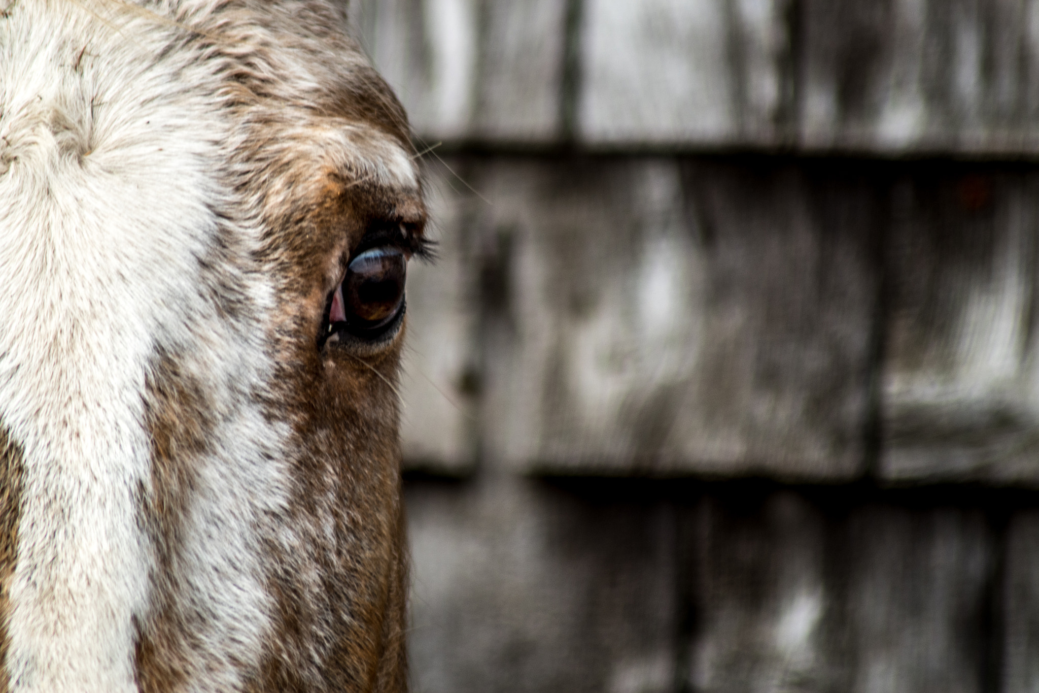 Pentax K-S1 sample photo. Horse photography
