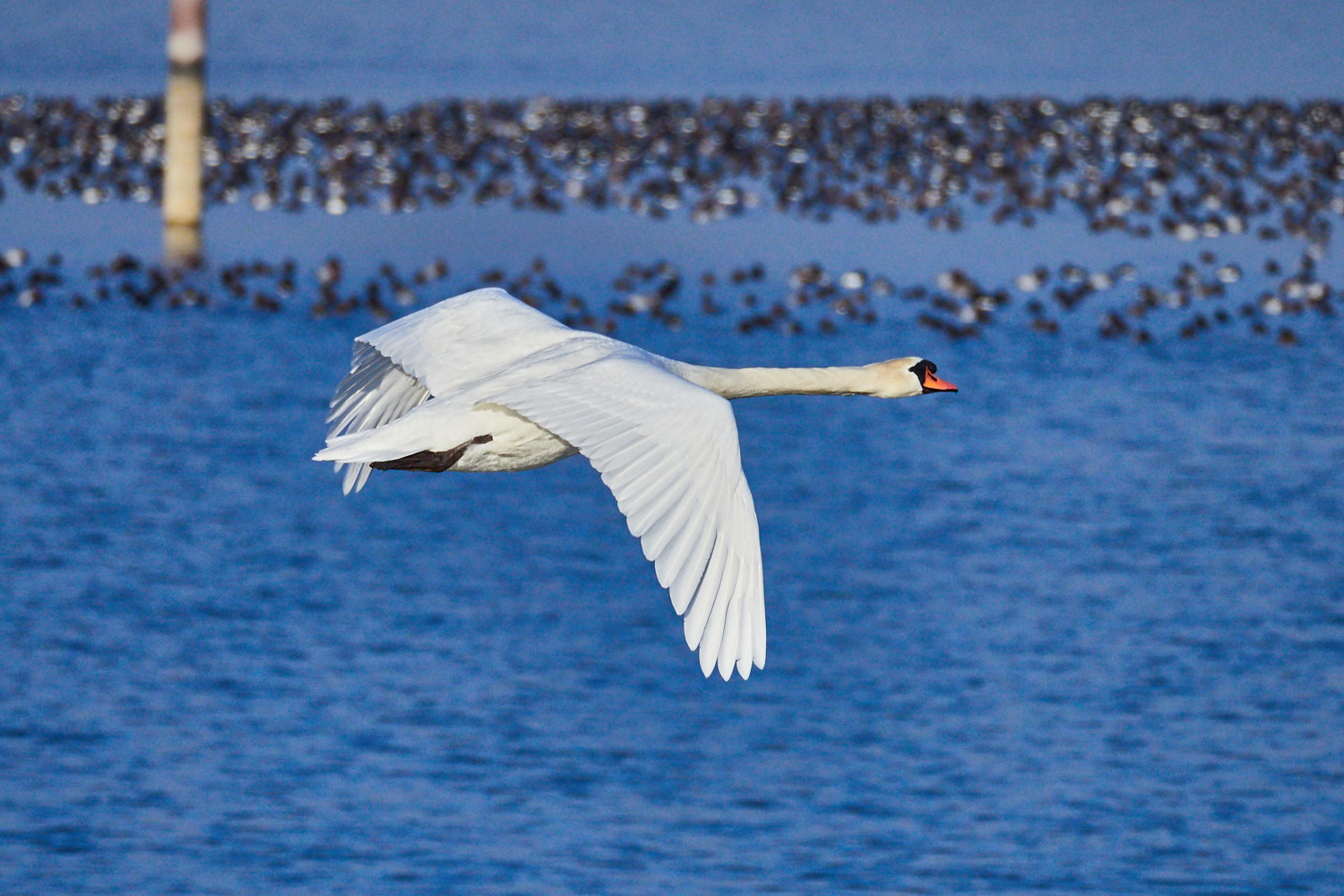 Olympus OM-D E-M1 Mark II + LEICA DG 100-400/F4.0-6.3 sample photo. Flying swan photography