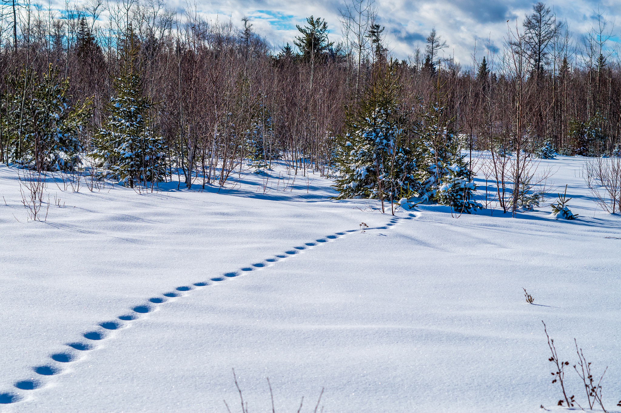 Pentax K-S1 + Pentax smc DA 50mm F1.8 sample photo. Winter tracks photography