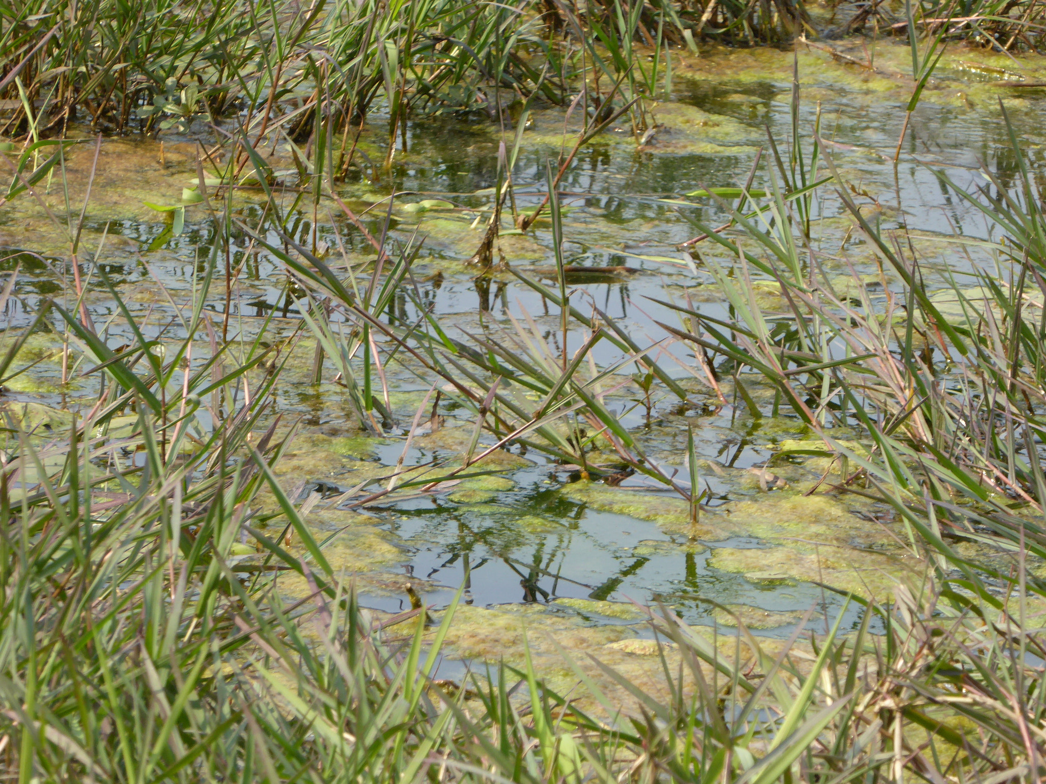 Panasonic Lumix DMC-ZS40 (Lumix DMC-TZ60) sample photo. Marshy land photography