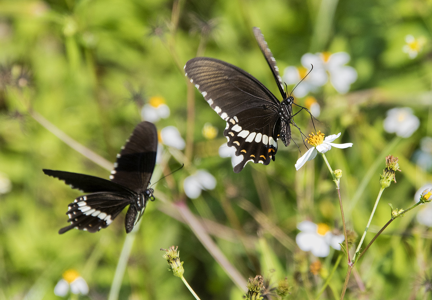 Nikon D500 sample photo. Butterfly pair photography